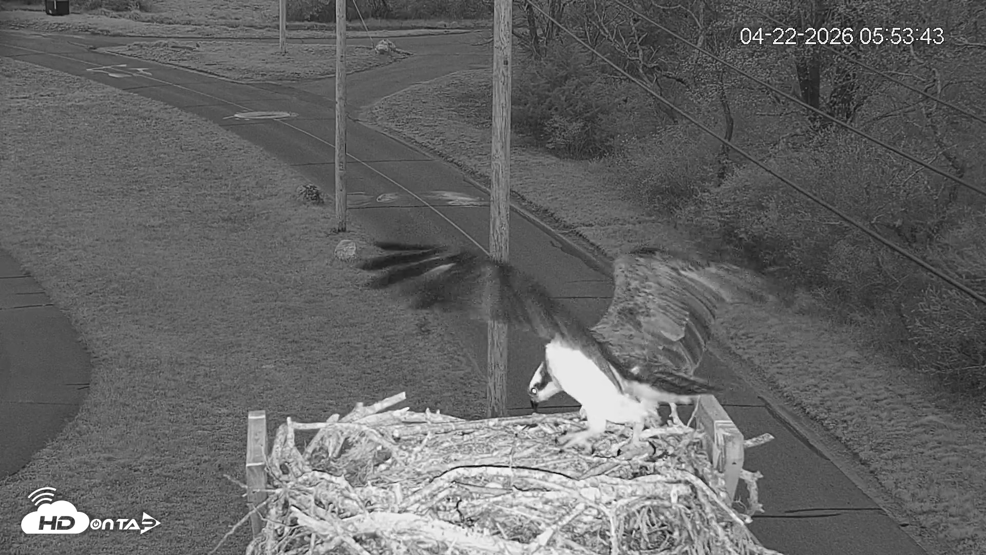 Snapshot of Fishers Island Middle Farms Ospreys Live Webcam taken Apr 22, 2026, 7:26am EDT