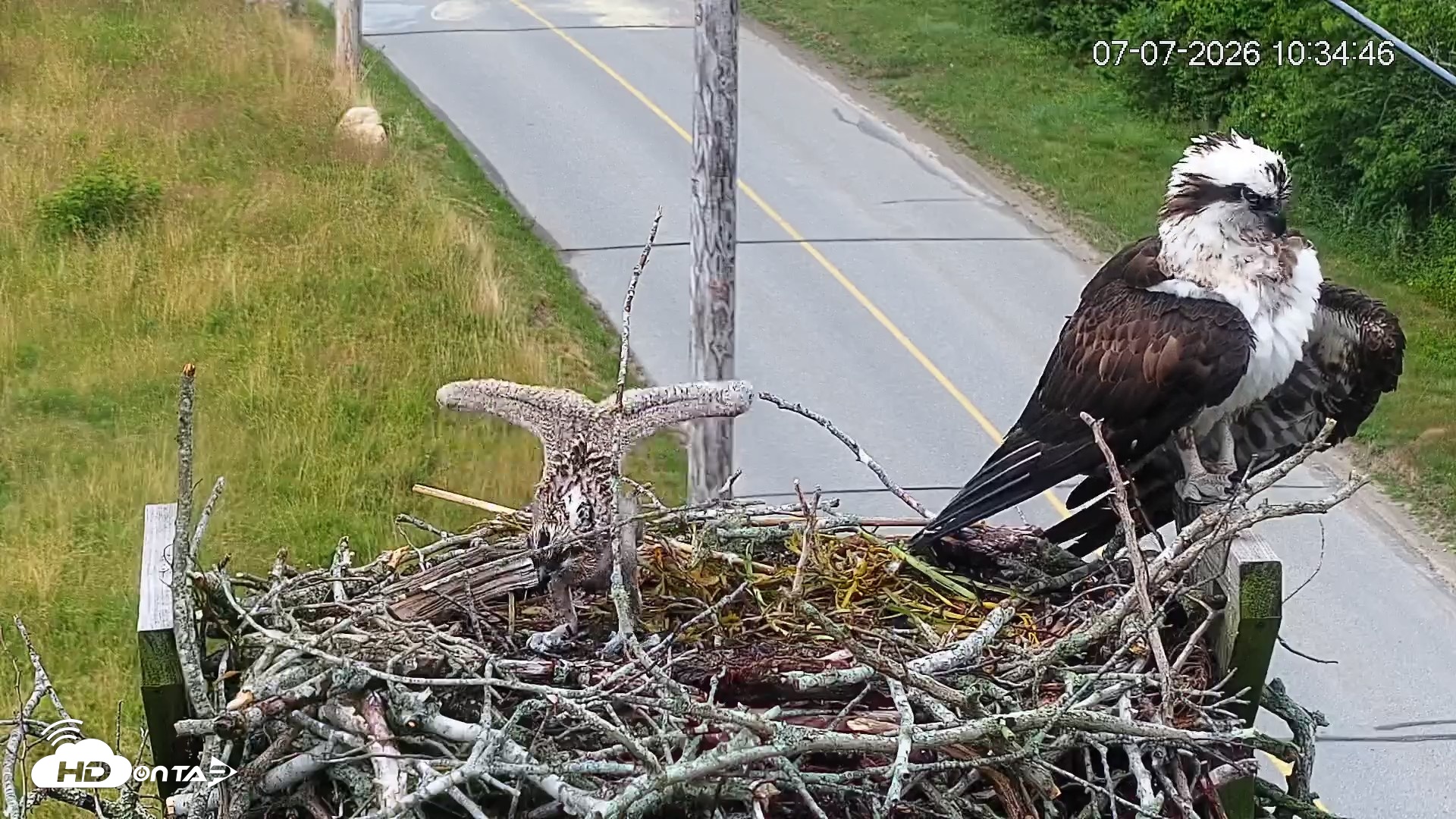 Snapshot of Fishers Island Middle Farms Ospreys Live Webcam taken Jul 7, 2026, 10:38am EDT