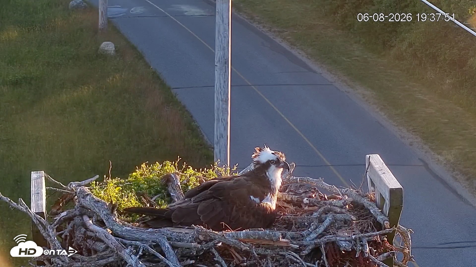 Snapshot of Fishers Island Middle Farms Ospreys Live Webcam taken Jun 8, 2026, 7:38pm EDT