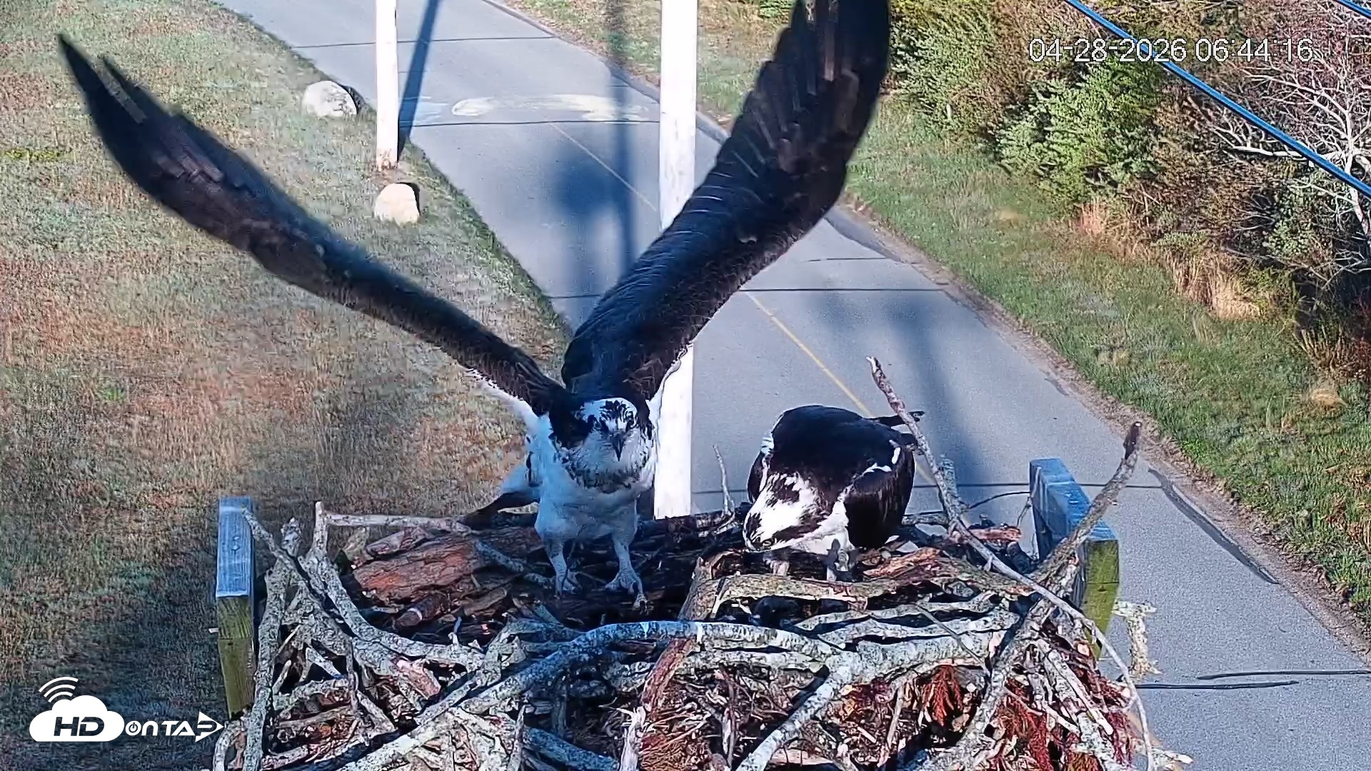 Snapshot of Fishers Island Middle Farms Ospreys Live Webcam taken Apr 28, 2026, 7:56am EDT