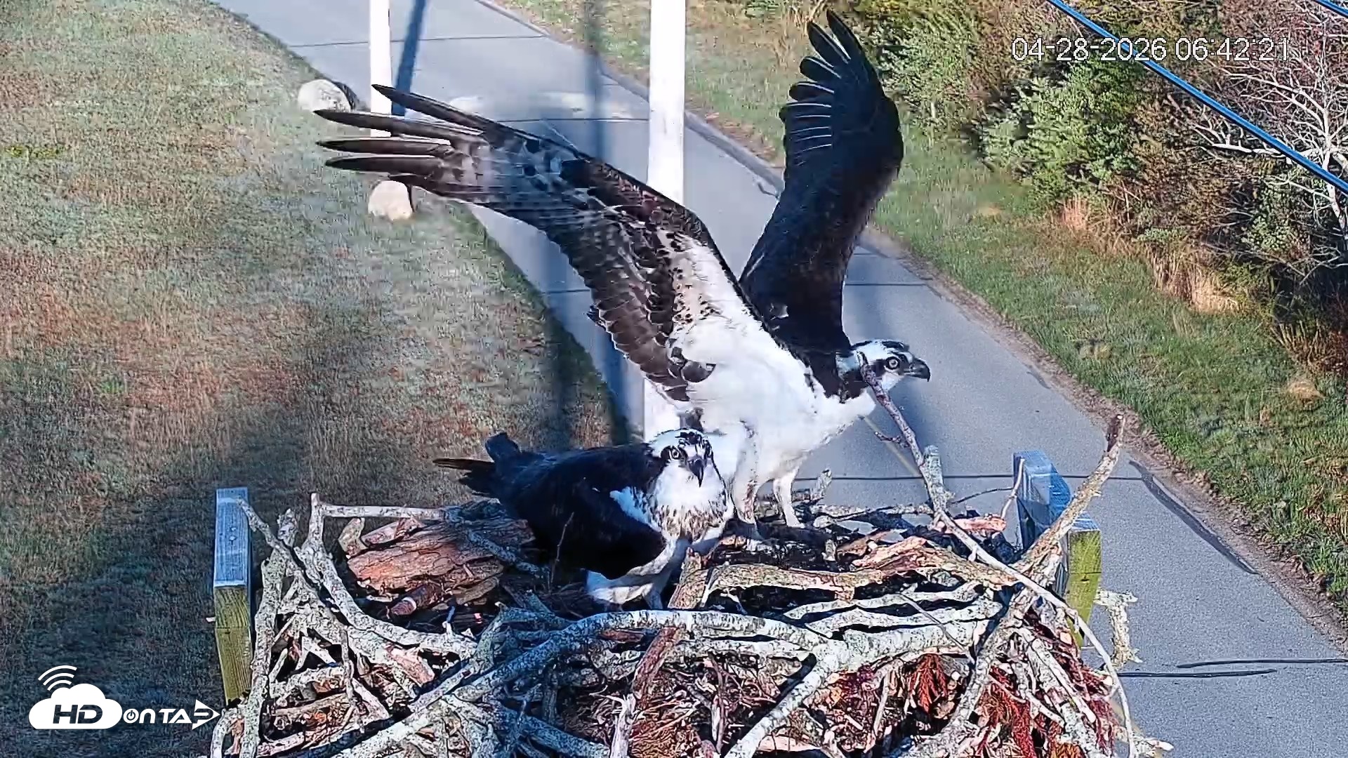 Snapshot of Fishers Island Middle Farms Ospreys Live Webcam taken Apr 28, 2026, 7:49am EDT
