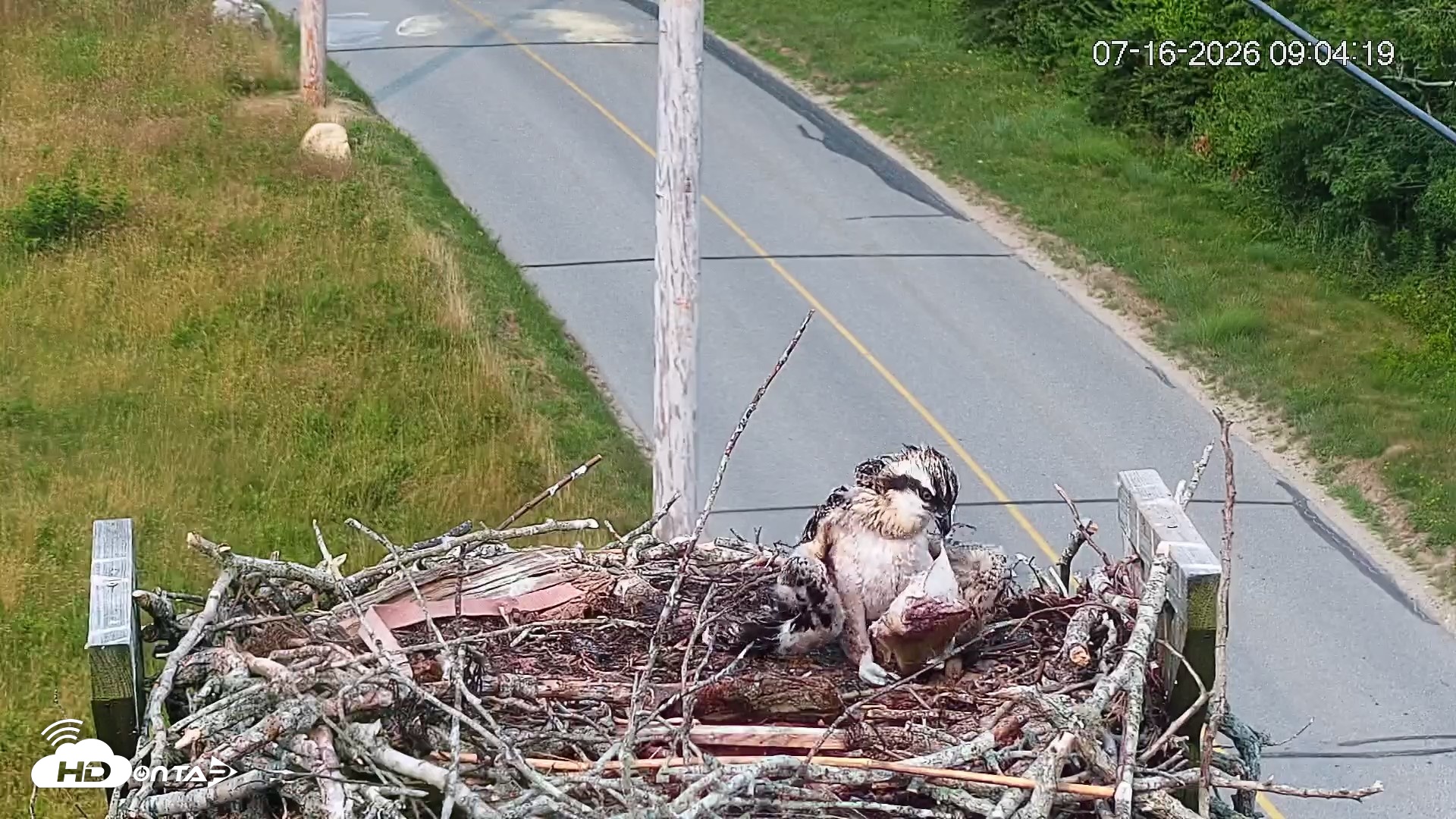 Snapshot of Fishers Island Middle Farms Ospreys Live Webcam taken Jul 16, 2026, 9:06am EDT