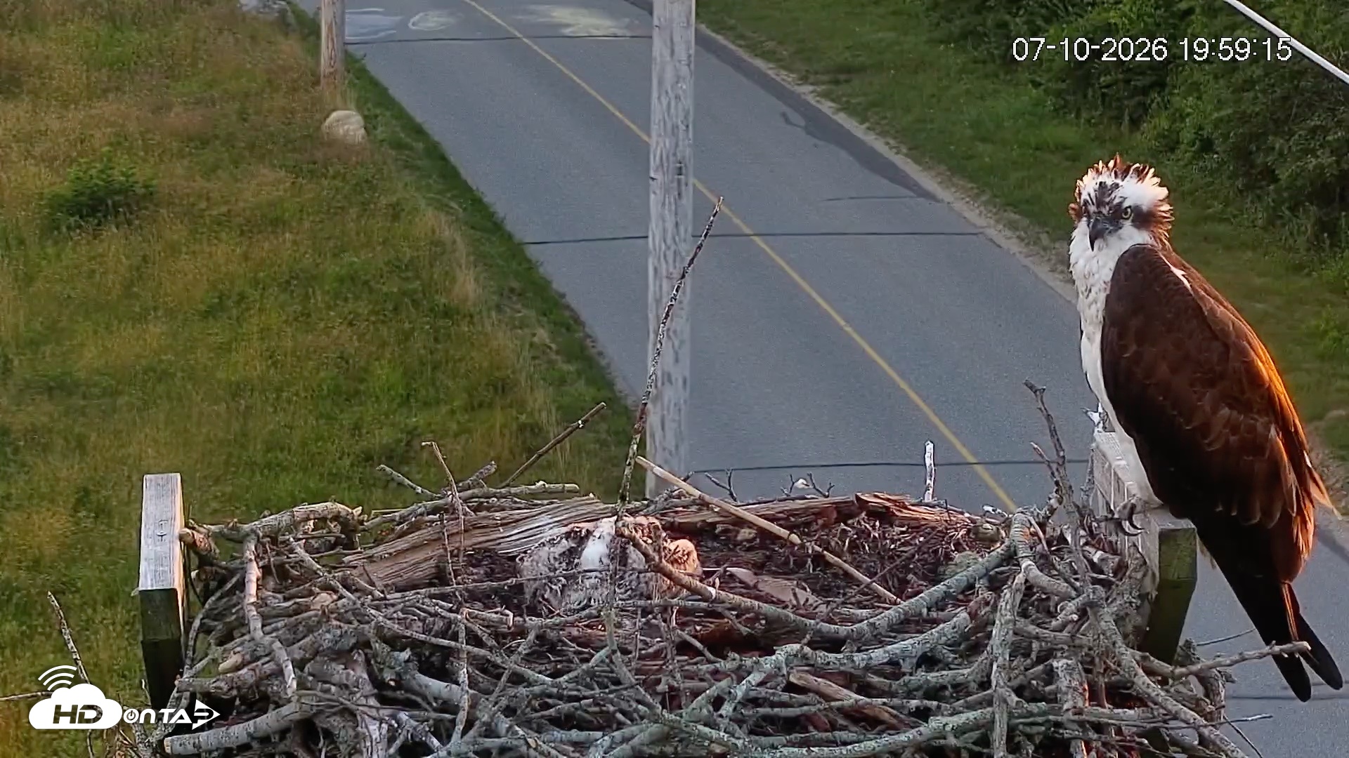 Snapshot of Fishers Island Middle Farms Ospreys Live Webcam taken Jul 10, 2026, 7:59pm EDT