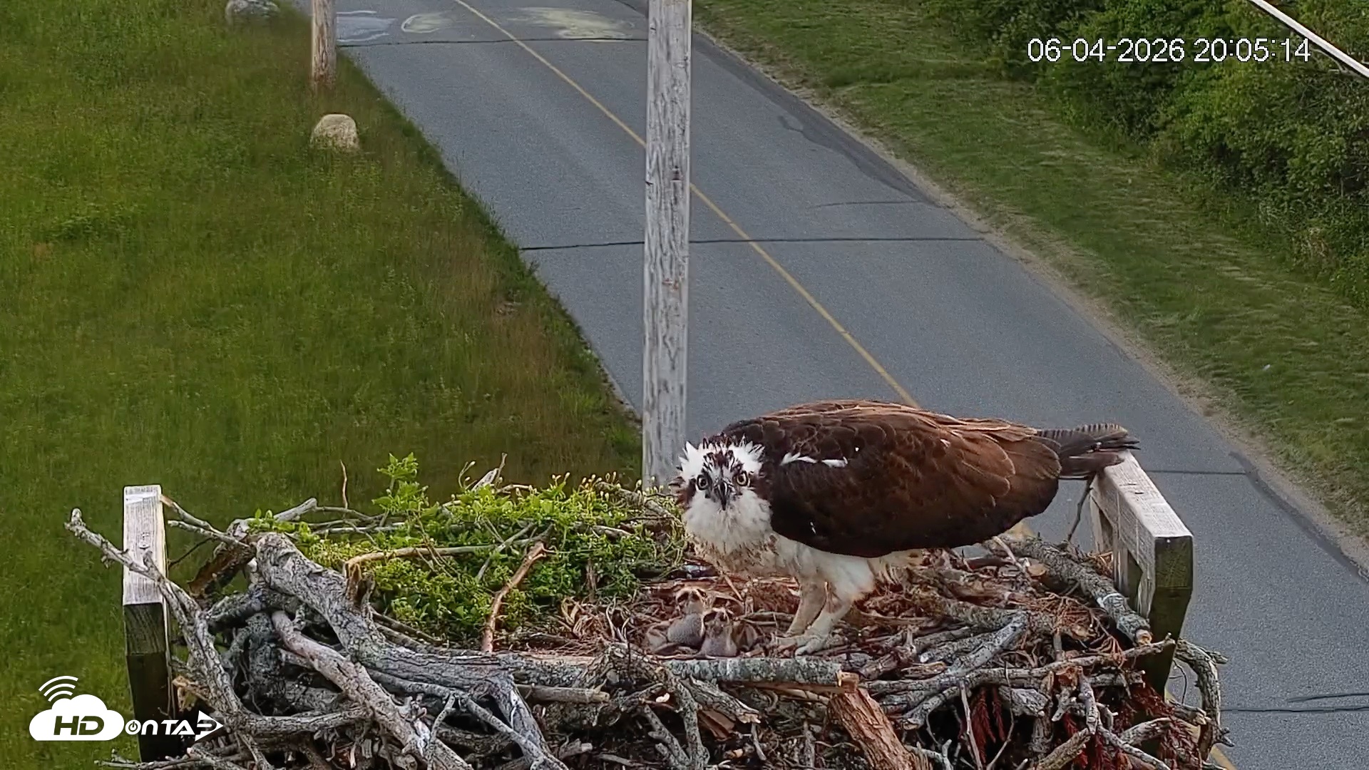 Snapshot of Fishers Island Middle Farms Ospreys Live Webcam taken Jun 4, 2026, 8:05pm EDT