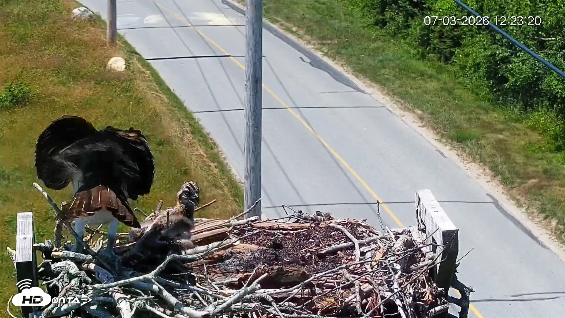 Snapshot of Fishers Island Middle Farms Ospreys Live Webcam taken Jul 3, 2026, 12:23pm EDT