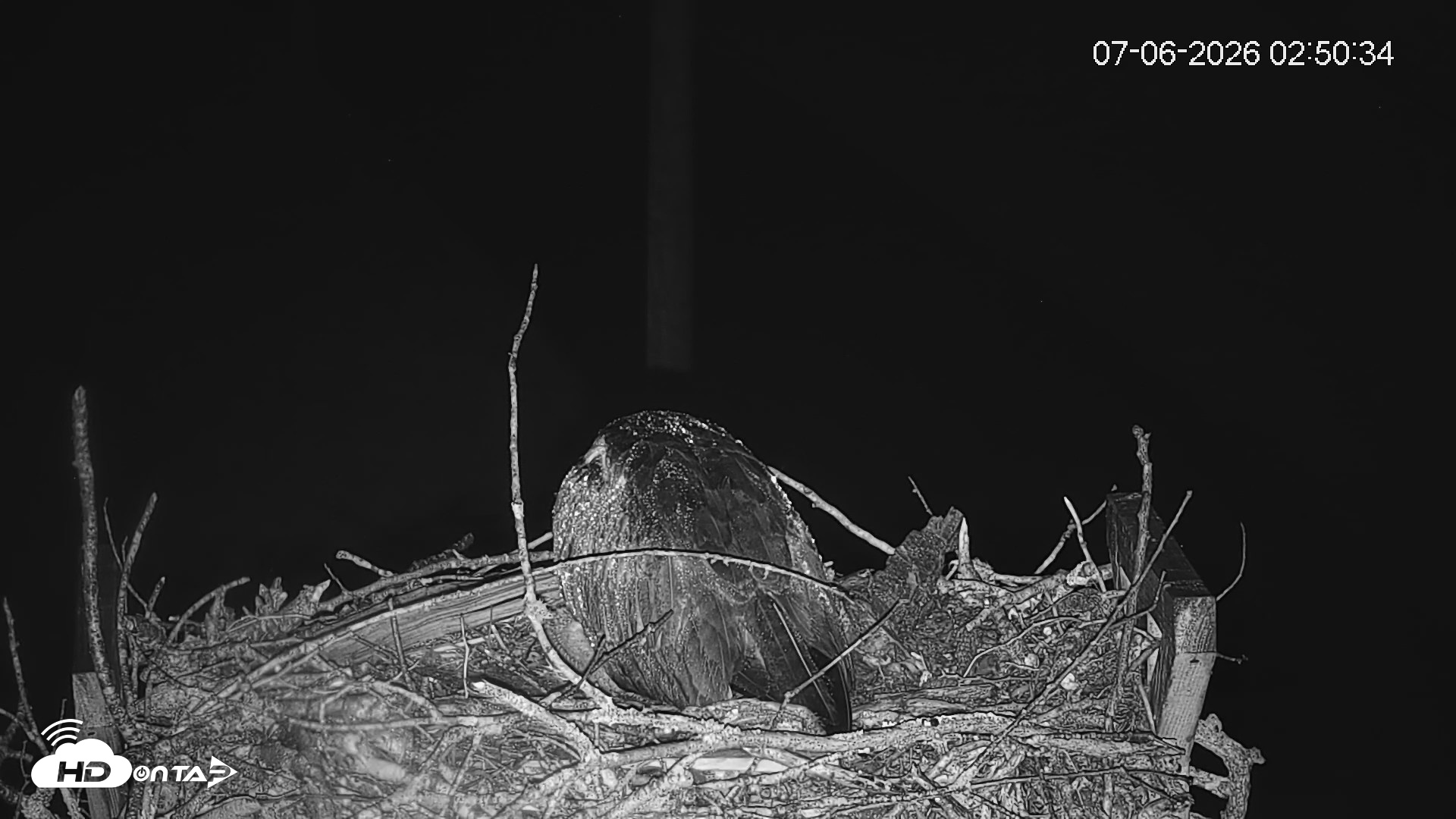 Snapshot of Fishers Island Middle Farms Ospreys Live Webcam taken Jul 6, 2026, 2:51am EDT