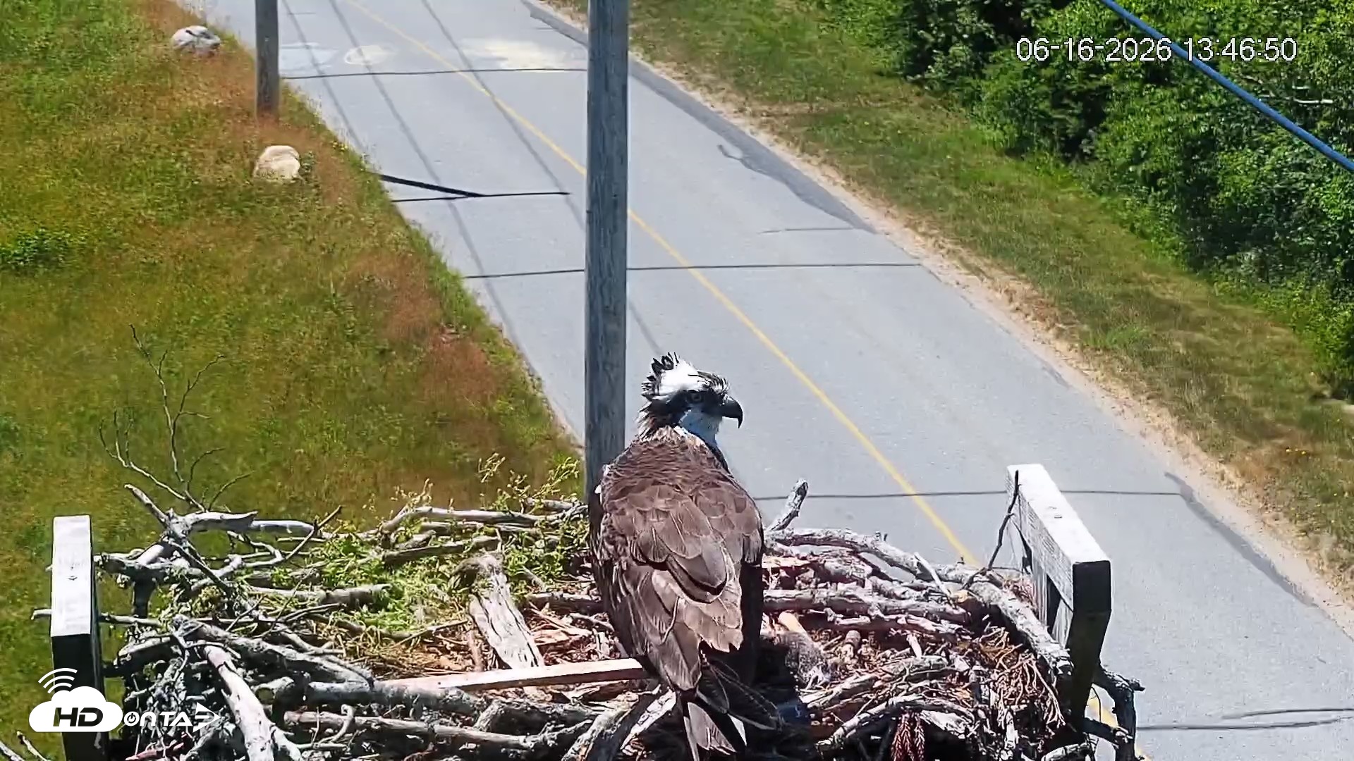 Snapshot of Fishers Island Middle Farms Ospreys Live Webcam taken Jun 16, 2026, 1:47pm EDT