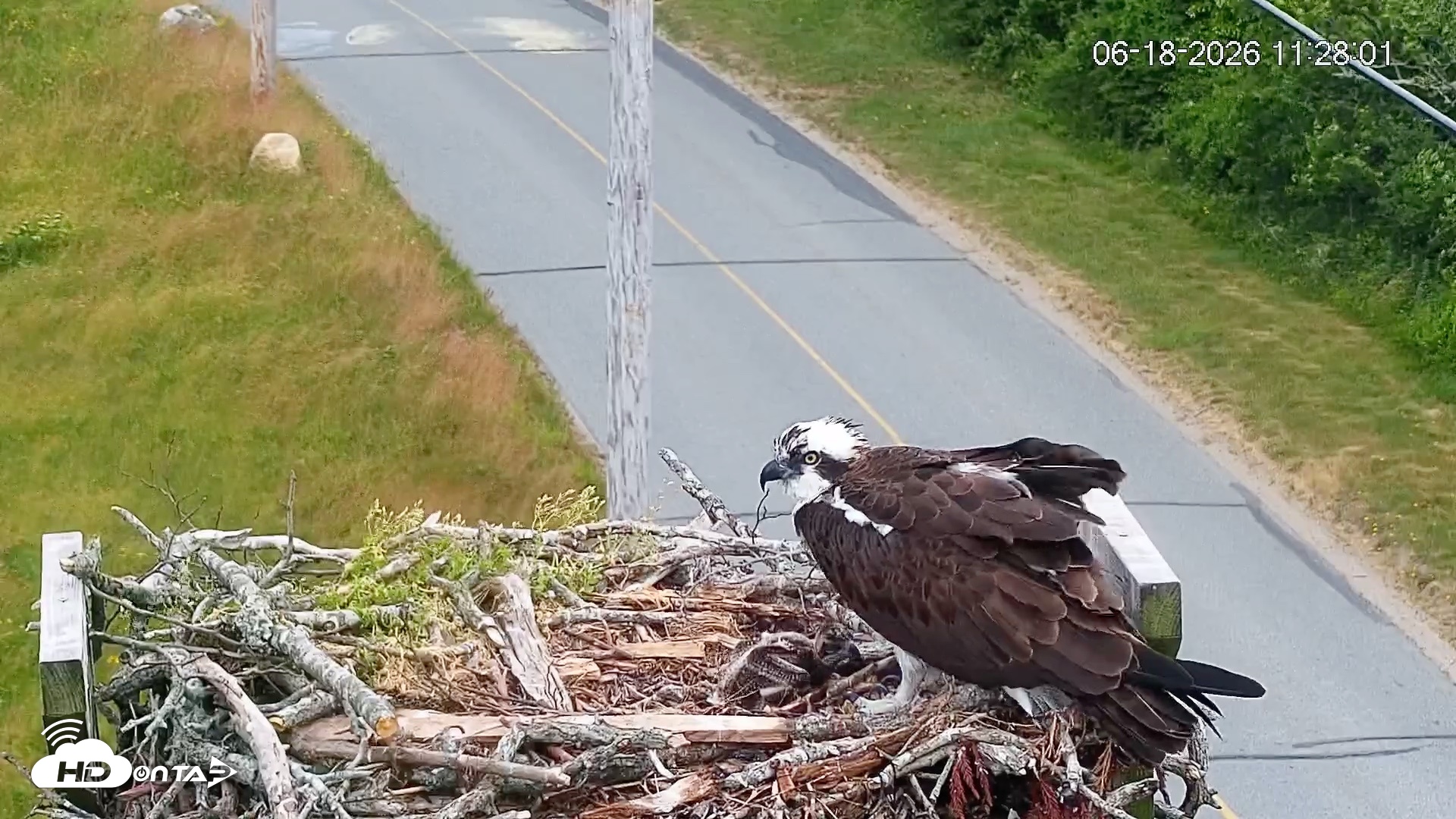 Snapshot of Fishers Island Middle Farms Ospreys Live Webcam taken Jun 18, 2026, 11:28am EDT
