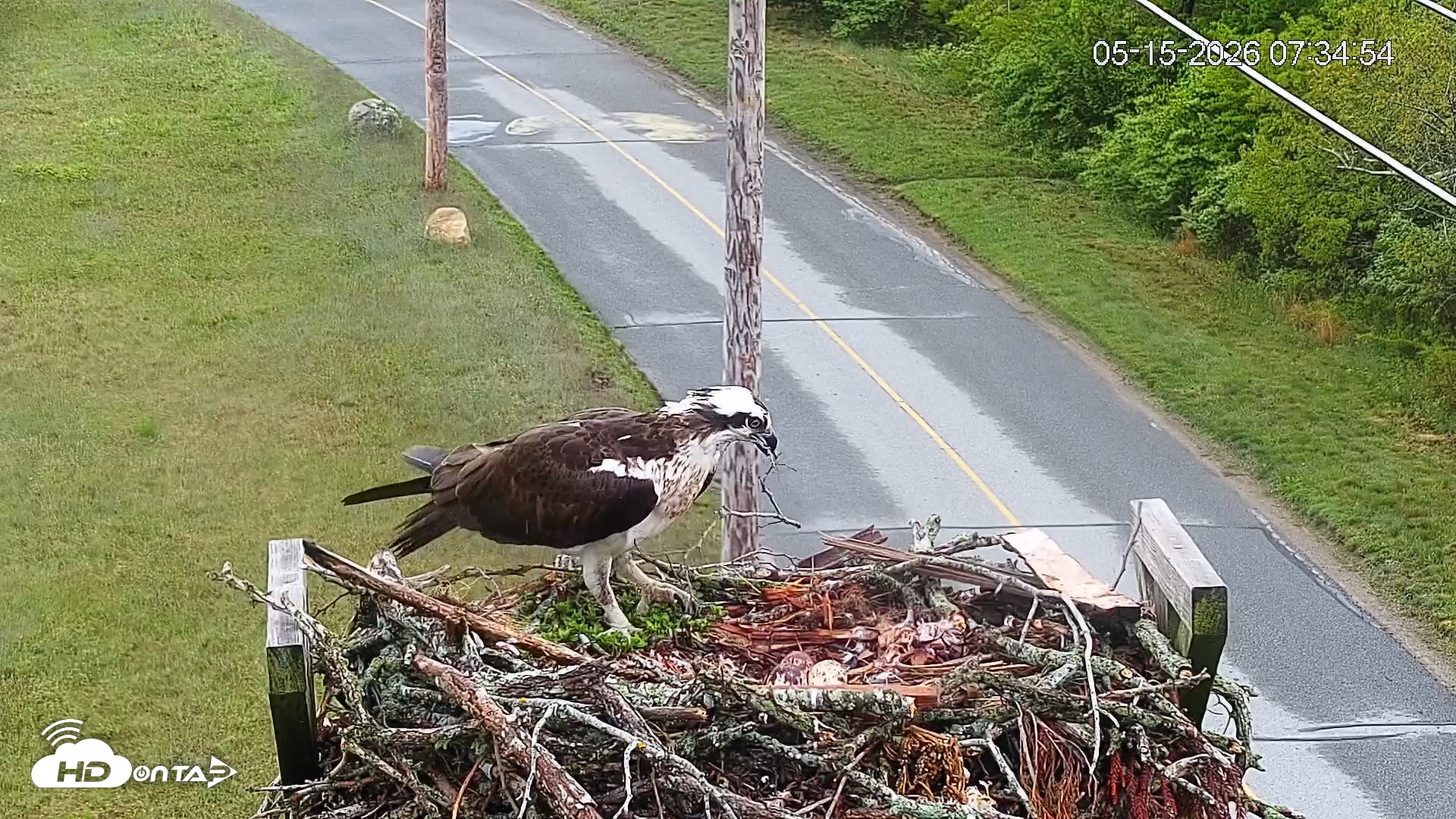 Snapshot of Fishers Island Middle Farms Ospreys Live Webcam taken May 15, 2026, 7:35am EDT