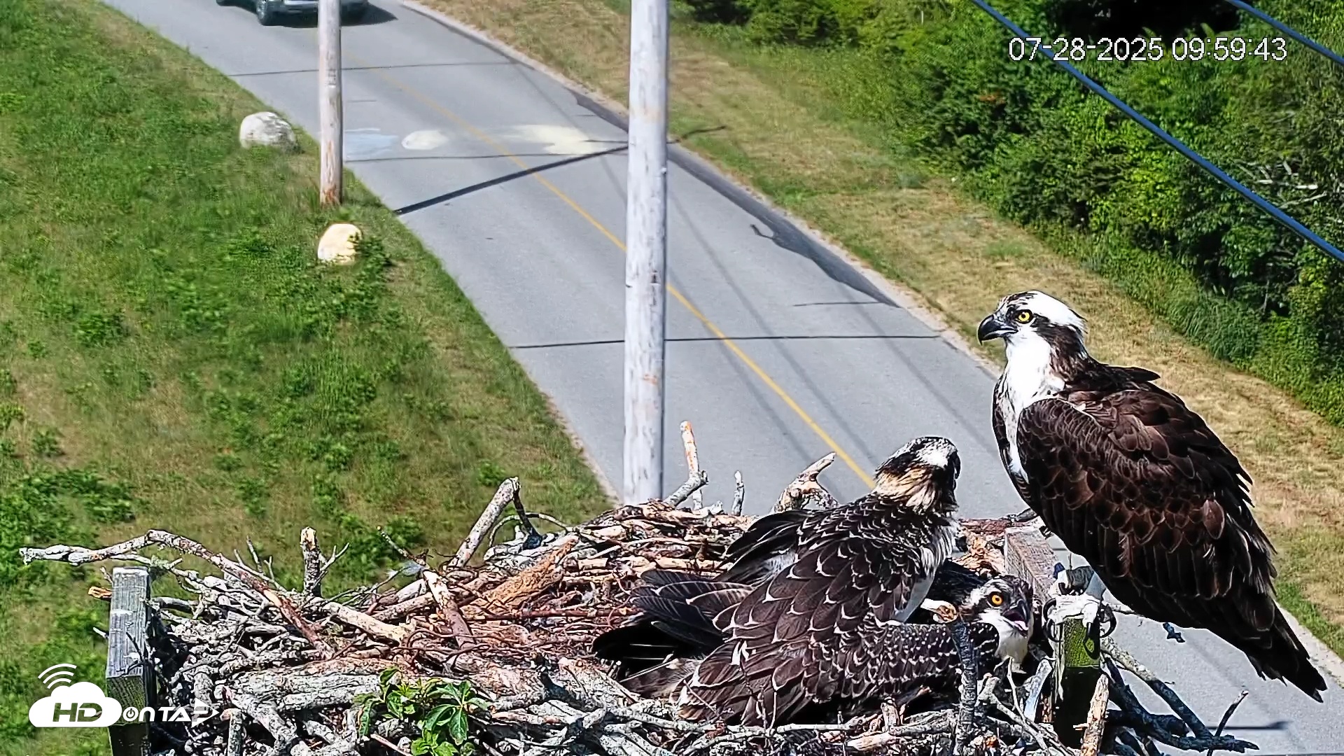 Snapshot of Fishers Island Middle Farms Ospreys Live Webcam taken Jul 28, 2025, 10:00am EDT