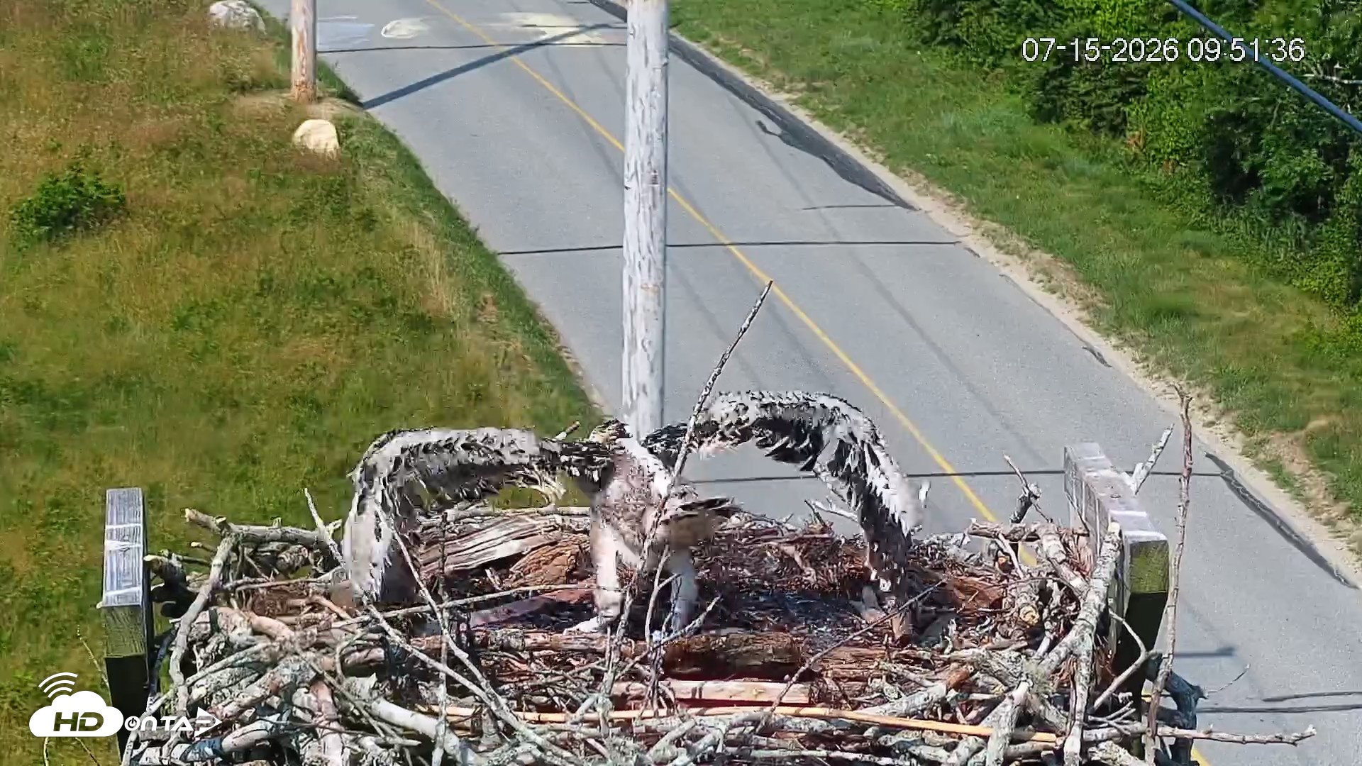 Snapshot of Fishers Island Middle Farms Ospreys Live Webcam taken Jul 15, 2026, 9:53am EDT