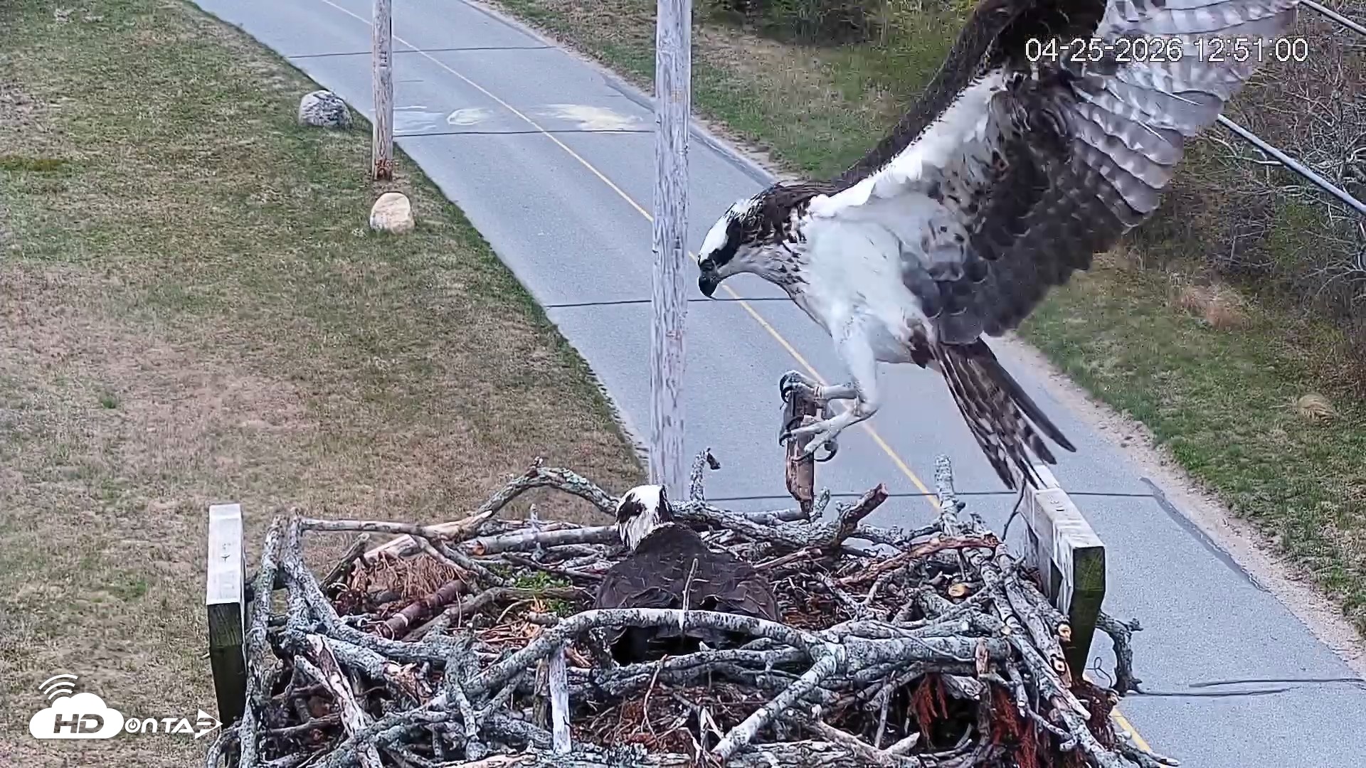Snapshot of Fishers Island Middle Farms Ospreys Live Webcam taken Apr 25, 2026, 12:55pm EDT