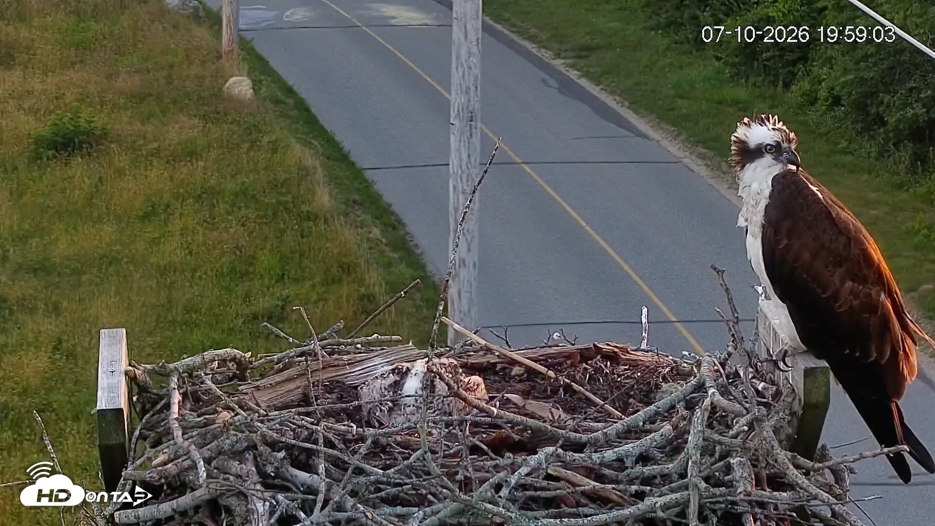Snapshot of Fishers Island Middle Farms Ospreys Live Webcam taken Jul 10, 2026, 7:59pm EDT