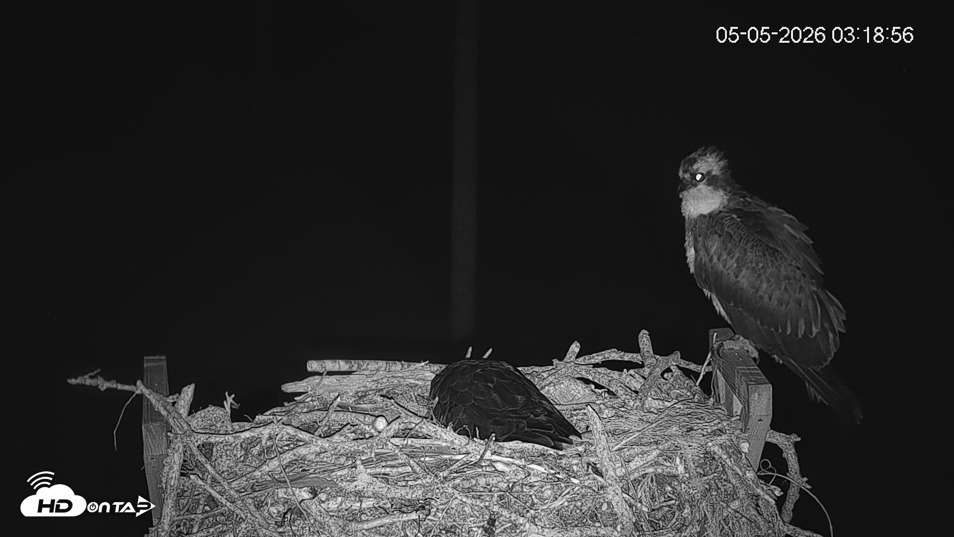 Snapshot of Fishers Island Middle Farms Ospreys Live Webcam taken May 5, 2026, 3:20am EDT