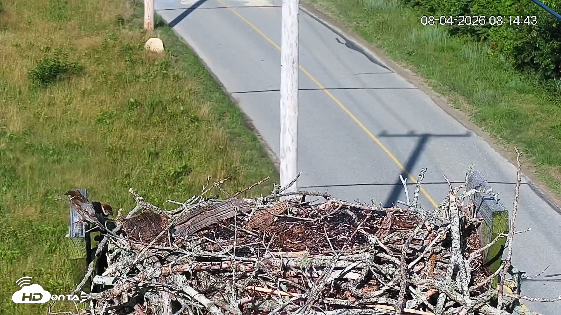 Snapshot of Fishers Island Middle Farms Ospreys Live Webcam taken Aug 4, 2026, 8:15am EDT