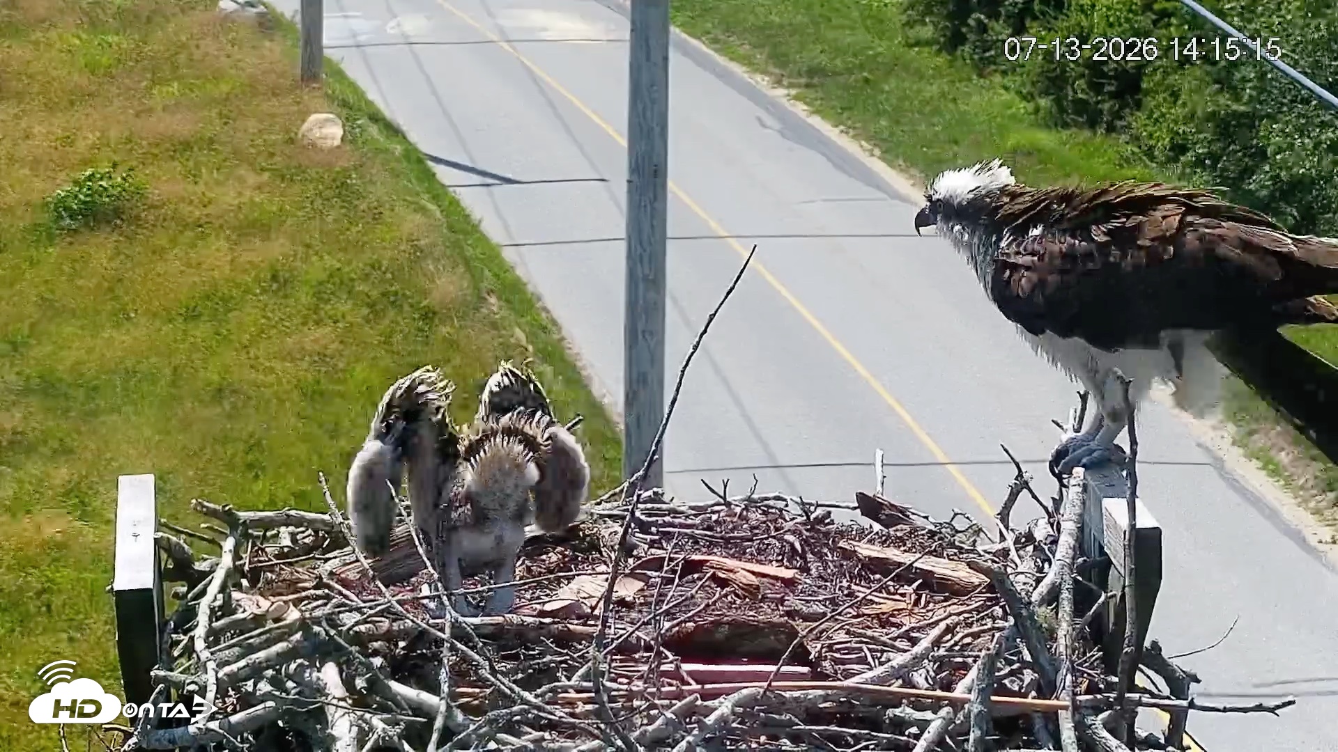 Snapshot of Fishers Island Middle Farms Ospreys Live Webcam taken Jul 13, 2026, 2:15pm EDT