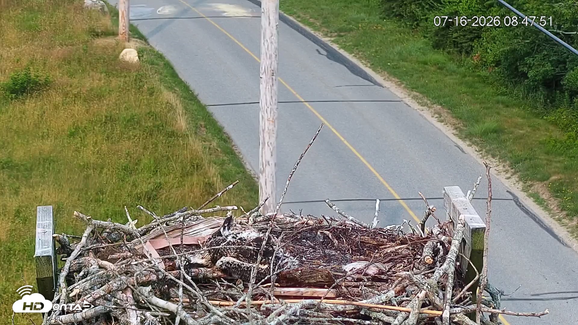 Snapshot of Fishers Island Middle Farms Ospreys Live Webcam taken Jul 16, 2026, 8:48am EDT