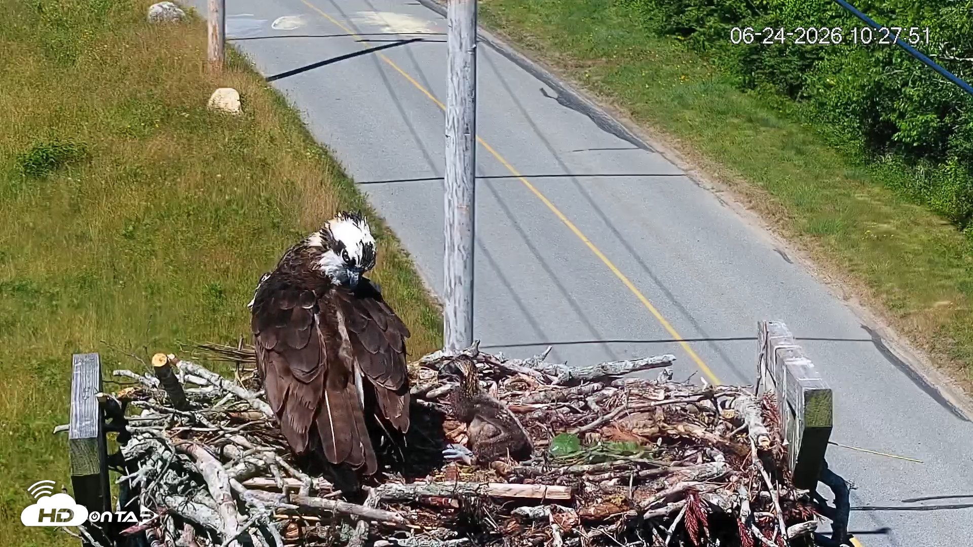 Snapshot of Fishers Island Middle Farms Ospreys Live Webcam taken Jun 24, 2026, 10:29am EDT