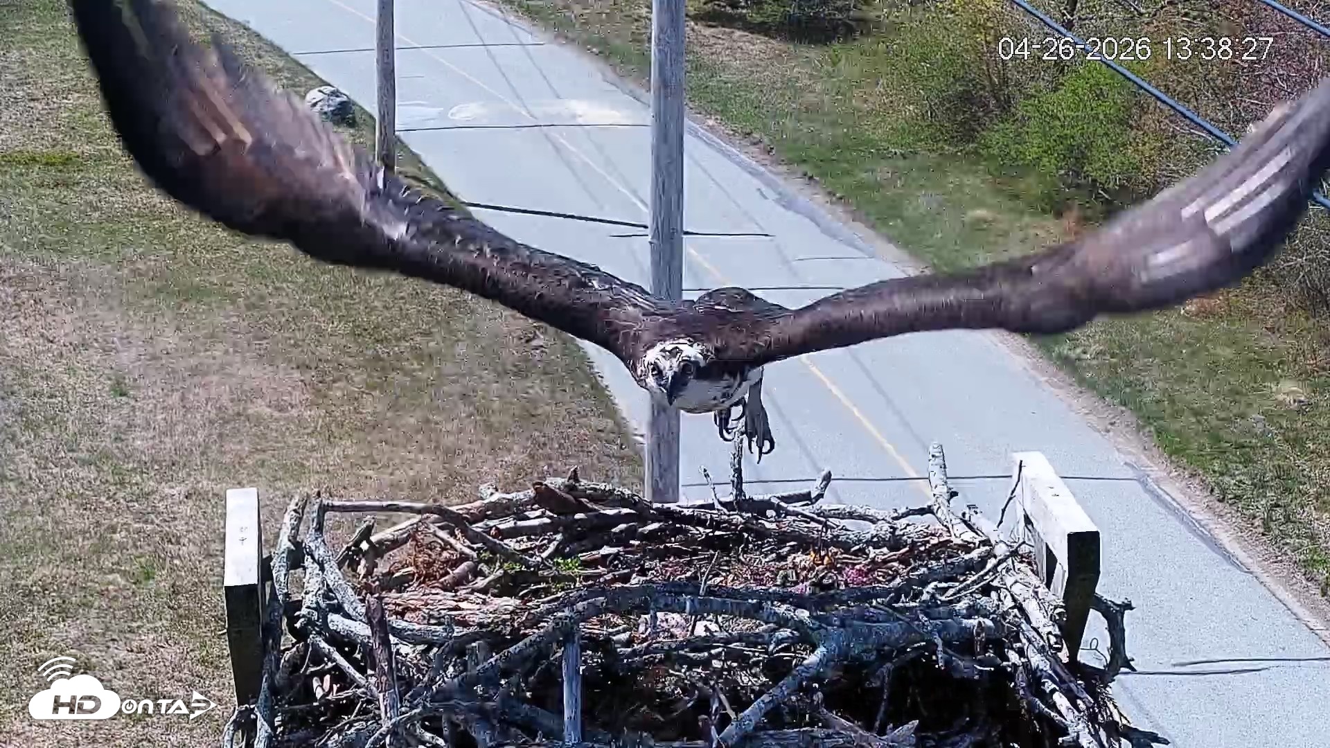 Snapshot of Fishers Island Middle Farms Ospreys Live Webcam taken Apr 26, 2026, 6:24pm EDT