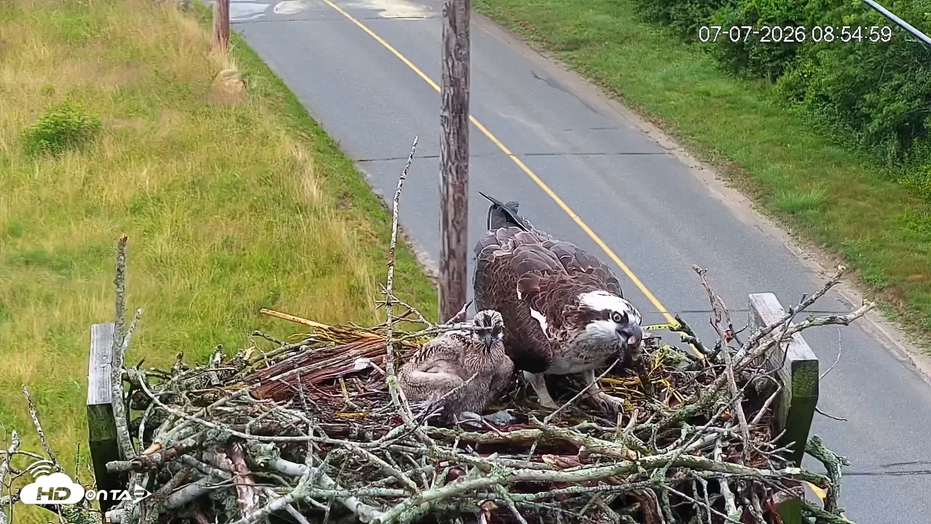 Snapshot of Fishers Island Middle Farms Ospreys Live Webcam taken Jul 7, 2026, 8:55am EDT