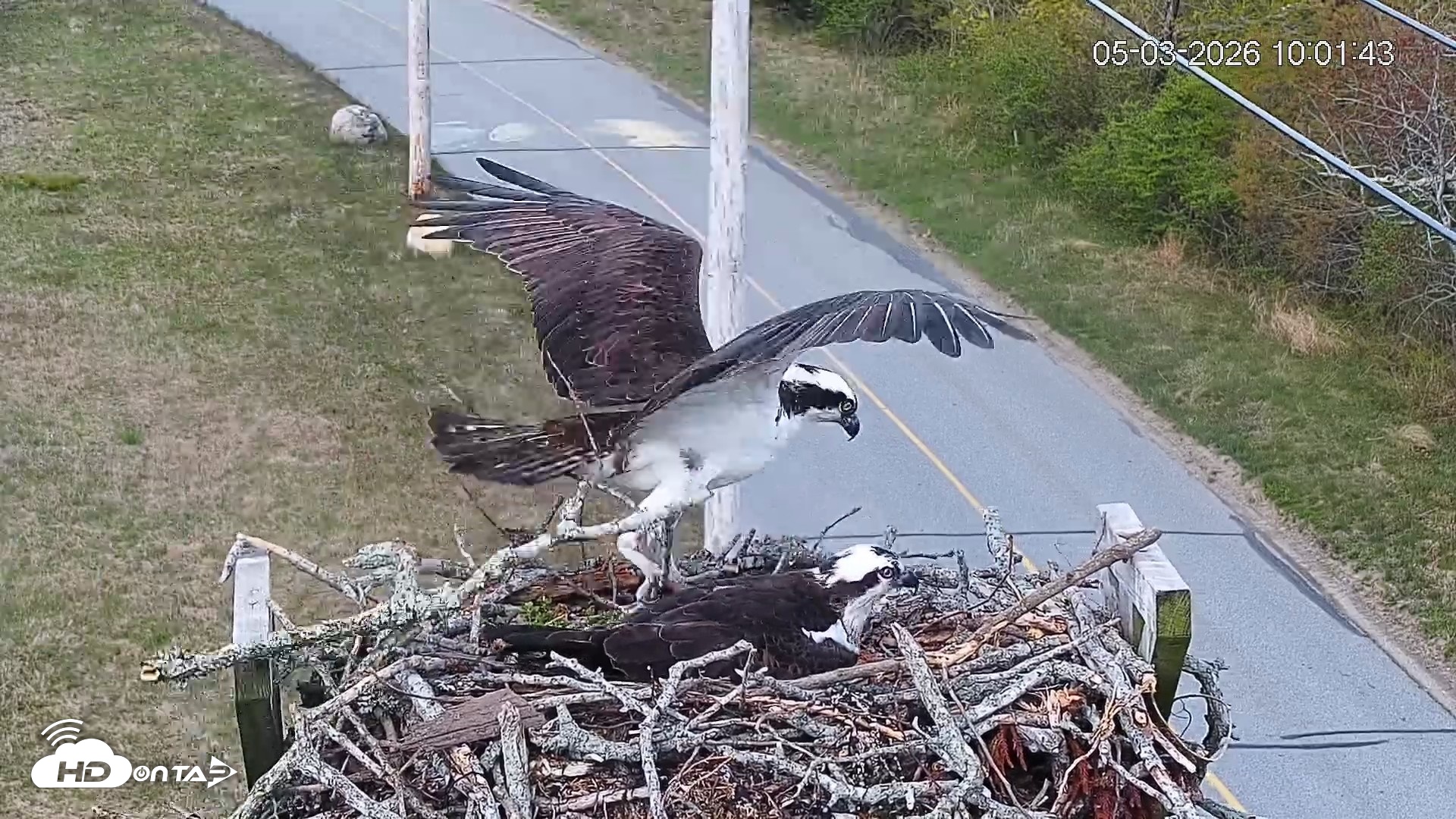 Snapshot of Fishers Island Middle Farms Ospreys Live Webcam taken May 3, 2026, 11:01am EDT