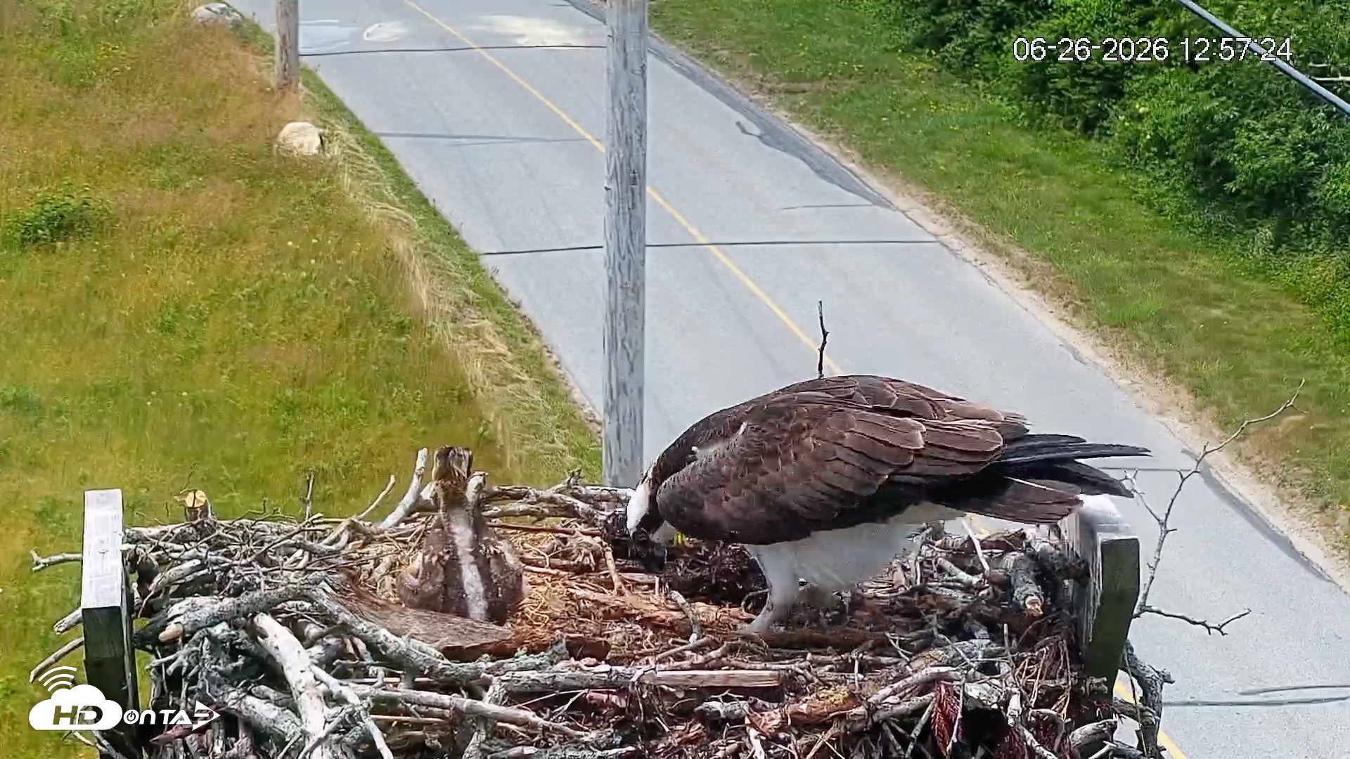 Snapshot of Fishers Island Middle Farms Ospreys Live Webcam taken Jun 26, 2026, 12:58pm EDT