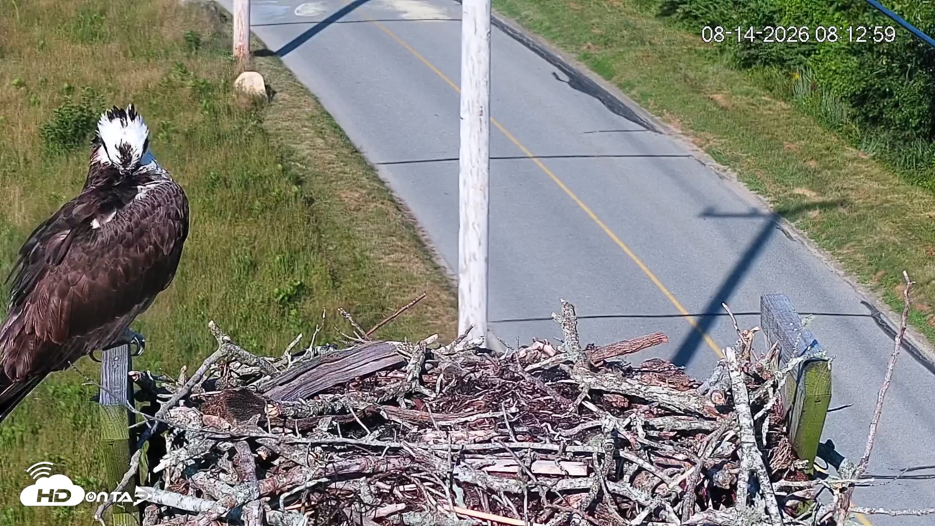 Snapshot of Fishers Island Middle Farms Ospreys Live Webcam taken Aug 14, 2026, 8:13am EDT