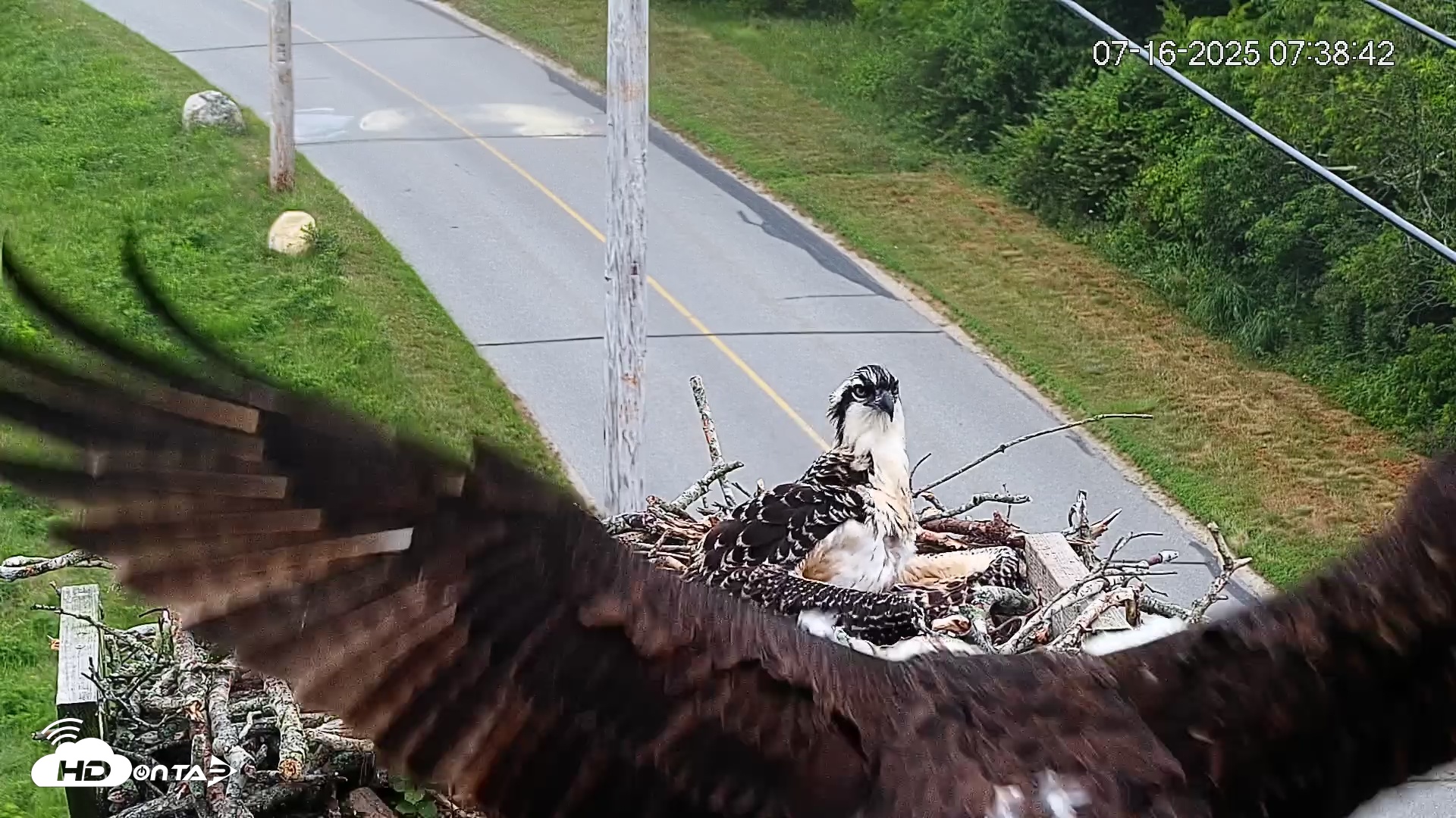 Snapshot of Fishers Island Middle Farms Ospreys Live Webcam taken Jul 16, 2025, 7:44am EDT