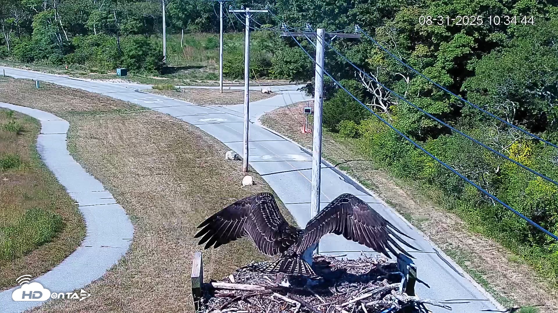 Snapshot of Fishers Island Middle Farms Ospreys Live Webcam taken Aug 31, 2025, 10:35am EDT