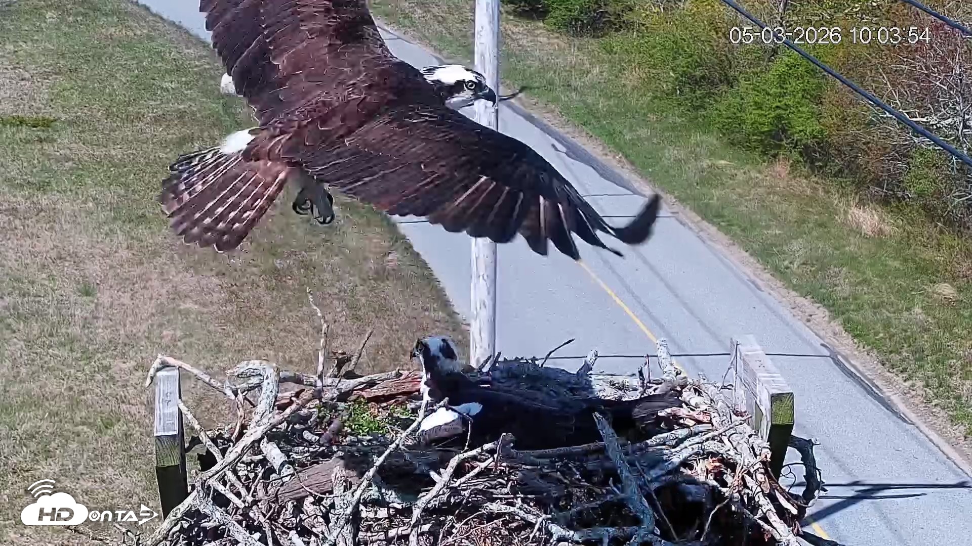 Snapshot of Fishers Island Middle Farms Ospreys Live Webcam taken May 3, 2026, 11:06am EDT