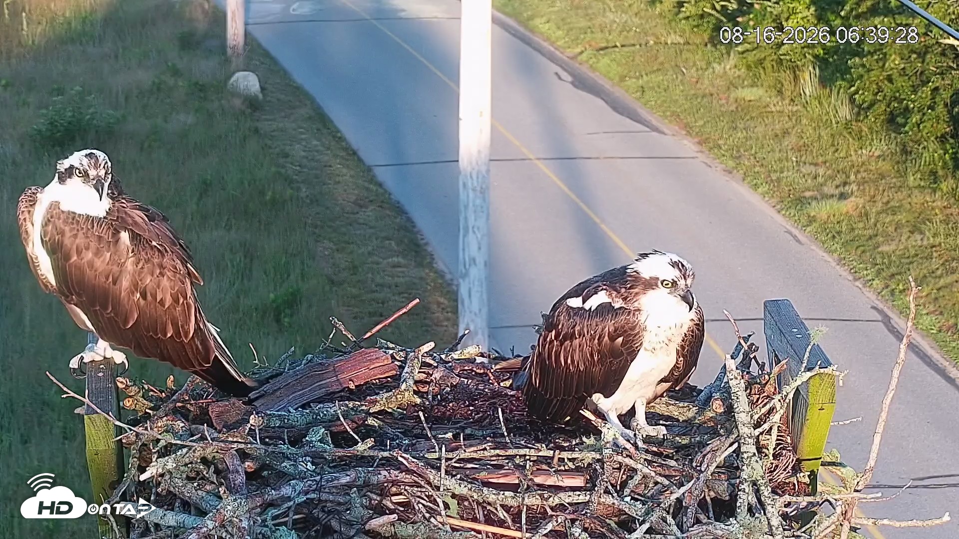 Snapshot of Fishers Island Middle Farms Ospreys Live Webcam taken Aug 16, 2026, 6:39am EDT