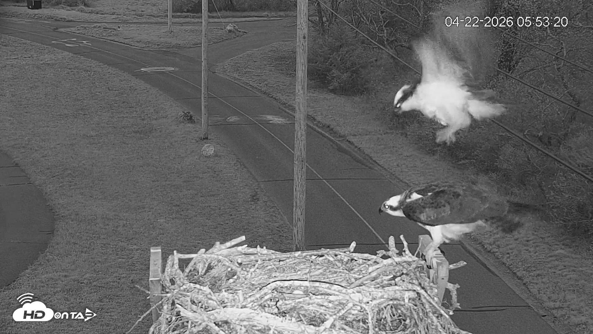Snapshot of Fishers Island Middle Farms Ospreys Live Webcam taken Apr 22, 2026, 7:25am EDT