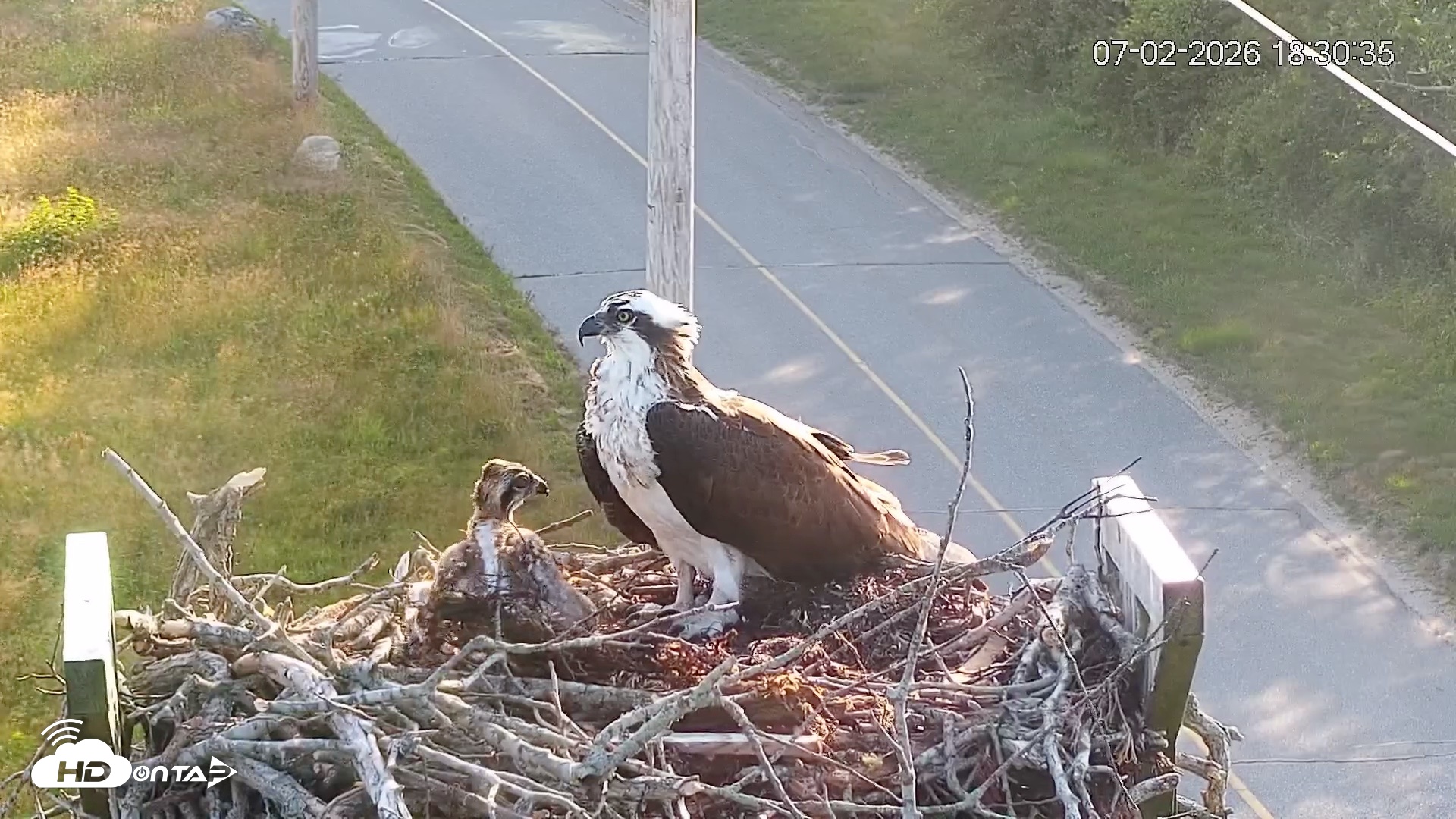 Snapshot of Fishers Island Middle Farms Ospreys Live Webcam taken Jul 3, 2026, 1:36am EDT