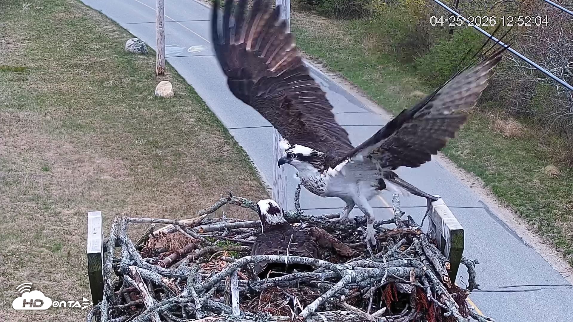 Snapshot of Fishers Island Middle Farms Ospreys Live Webcam taken Apr 25, 2026, 12:57pm EDT