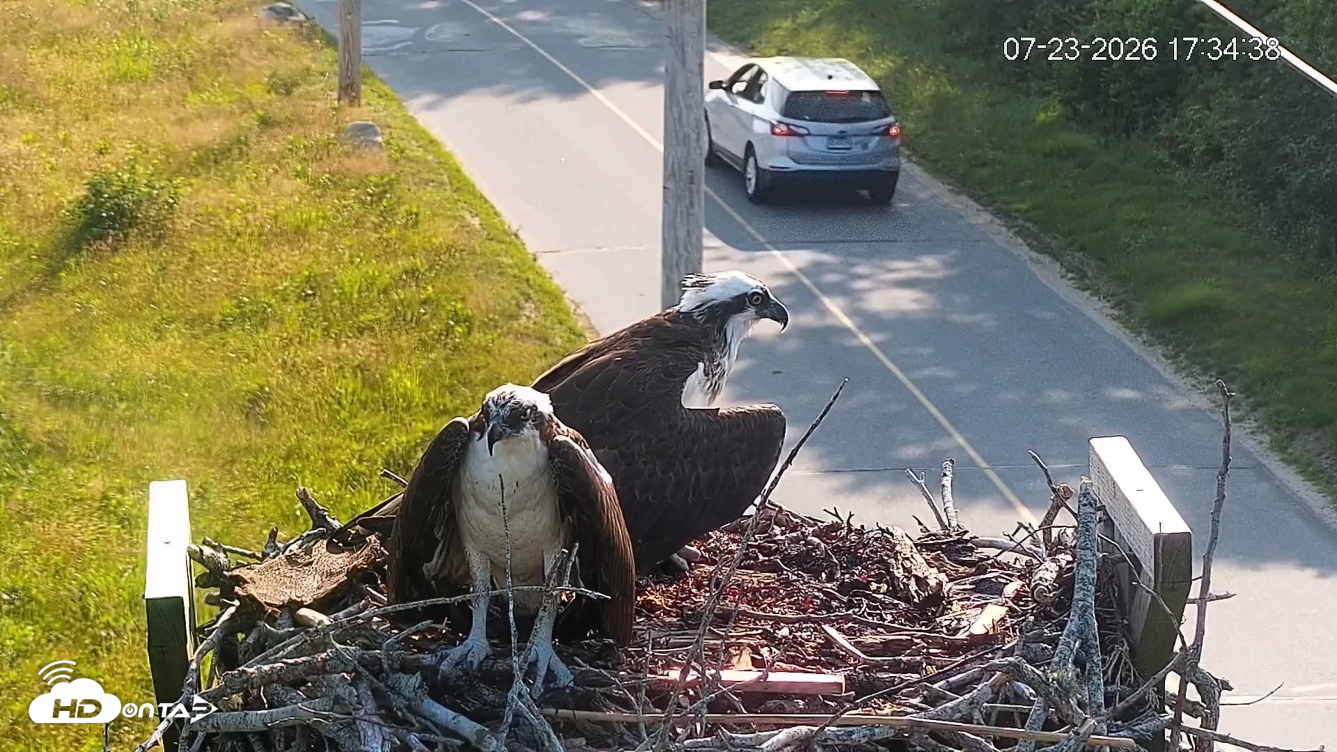 Snapshot of Fishers Island Middle Farms Ospreys Live Webcam taken Jul 23, 2026, 5:35pm EDT
