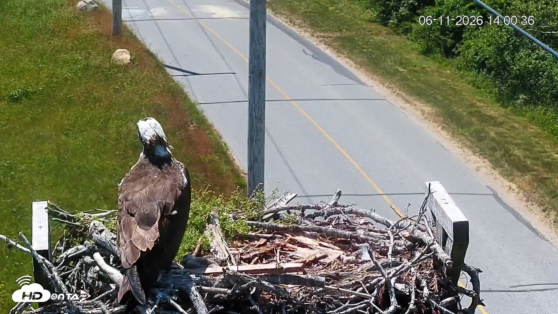 Snapshot of Fishers Island Middle Farms Ospreys Live Webcam taken Jun 11, 2026, 2:02pm EDT