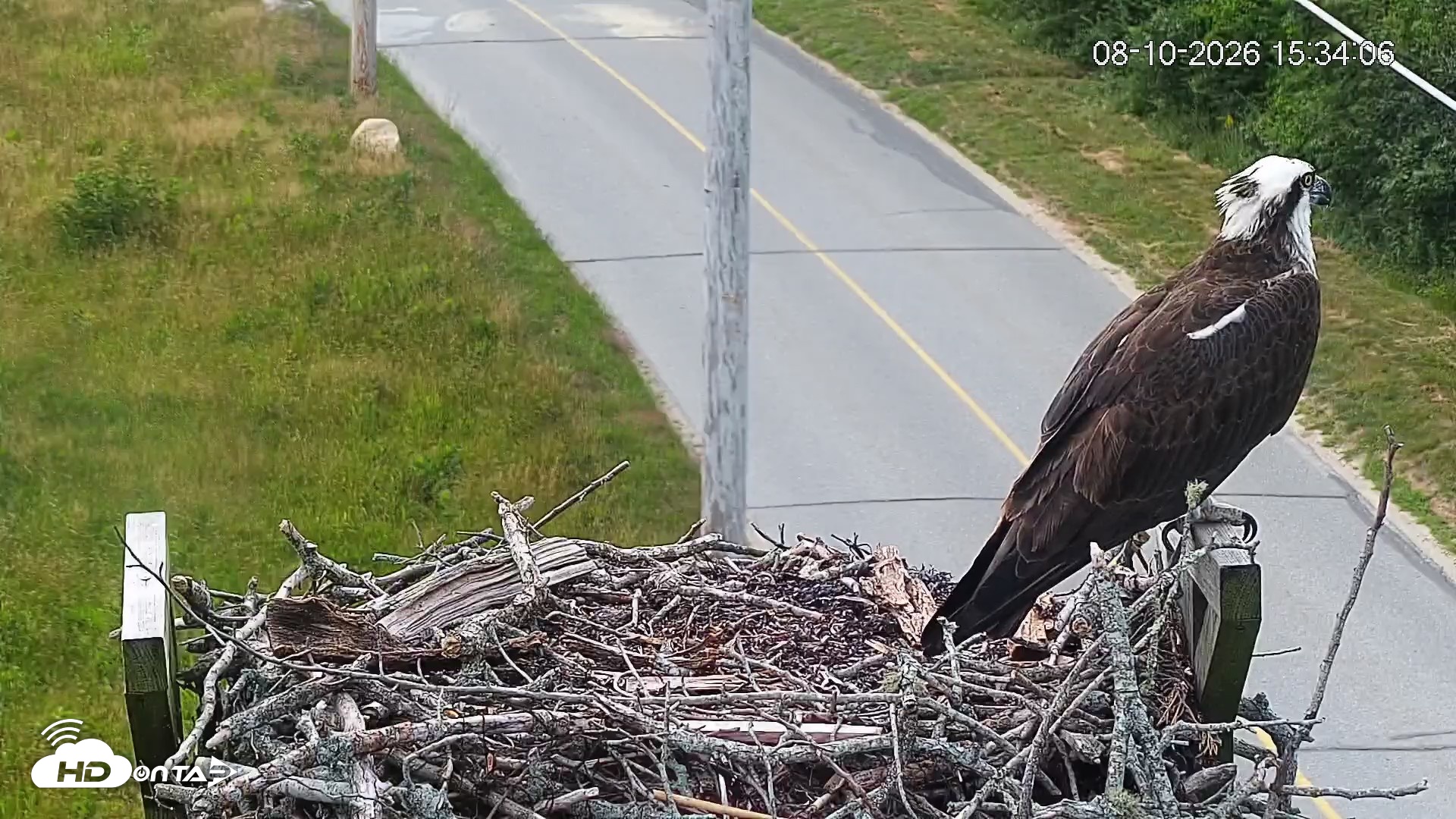 Snapshot of Fishers Island Middle Farms Ospreys Live Webcam taken Aug 10, 2026, 3:39pm EDT