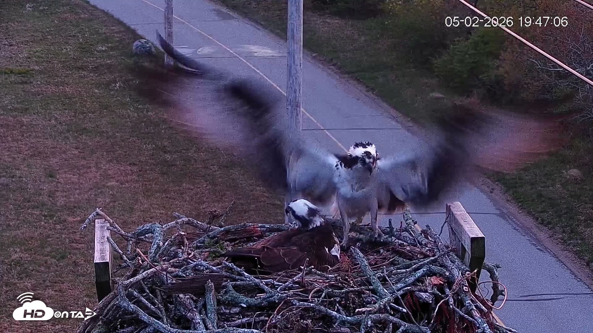 Snapshot of Fishers Island Middle Farms Ospreys Live Webcam taken May 2, 2026, 8:46pm EDT