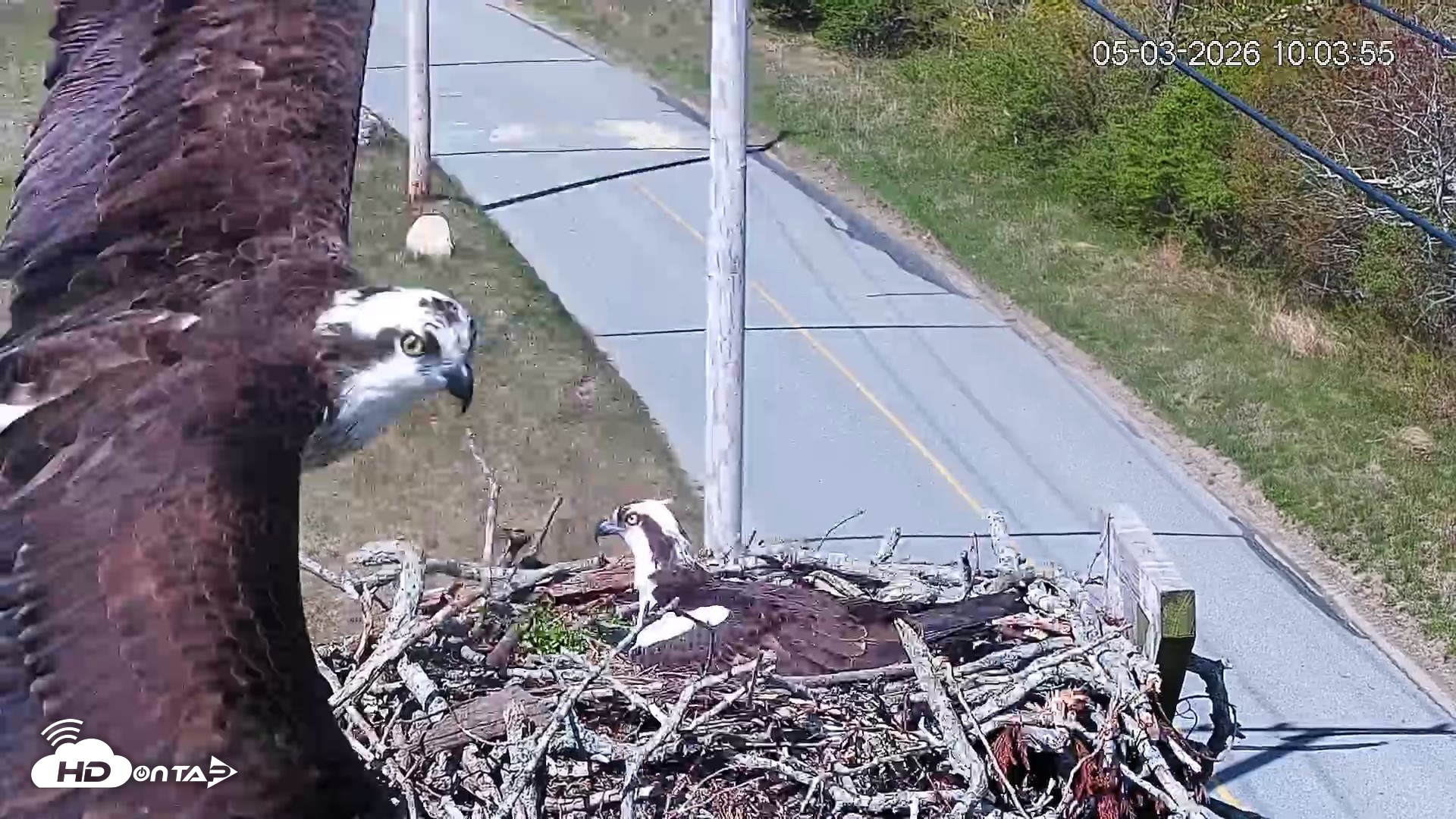 Snapshot of Fishers Island Middle Farms Ospreys Live Webcam taken May 3, 2026, 11:07am EDT