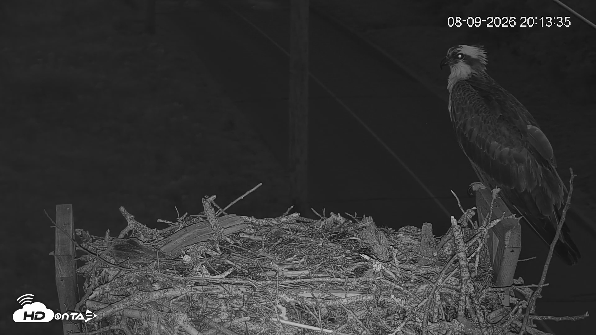 Snapshot of Fishers Island Middle Farms Ospreys Live Webcam taken Aug 10, 2026, 4:52am EDT