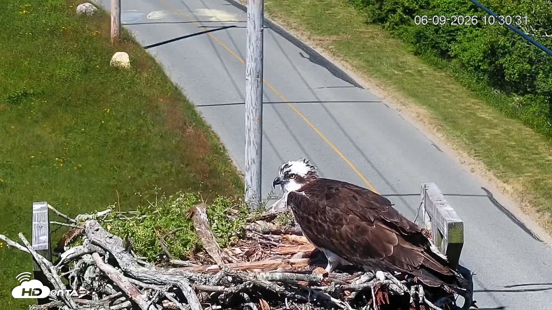 Snapshot of Fishers Island Middle Farms Ospreys Live Webcam taken Jun 9, 2026, 8:29pm EDT