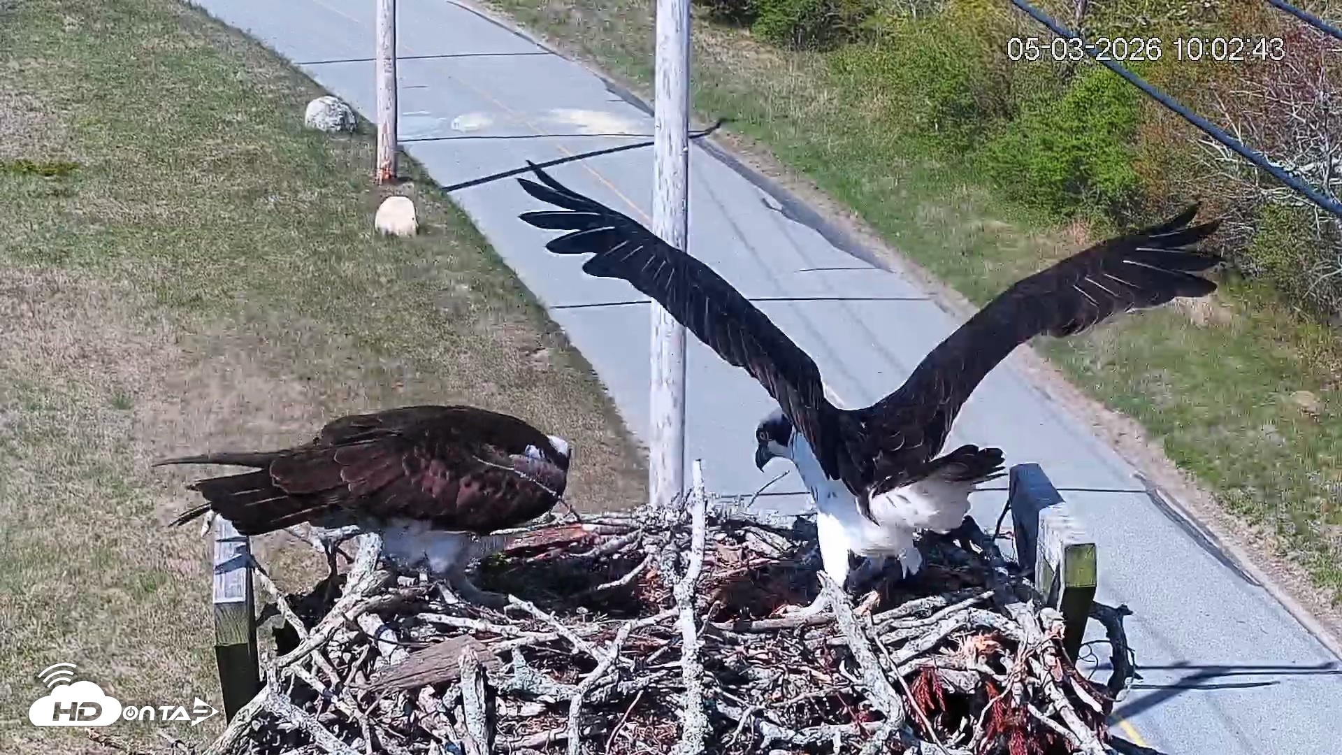Snapshot of Fishers Island Middle Farms Ospreys Live Webcam taken May 3, 2026, 11:04am EDT