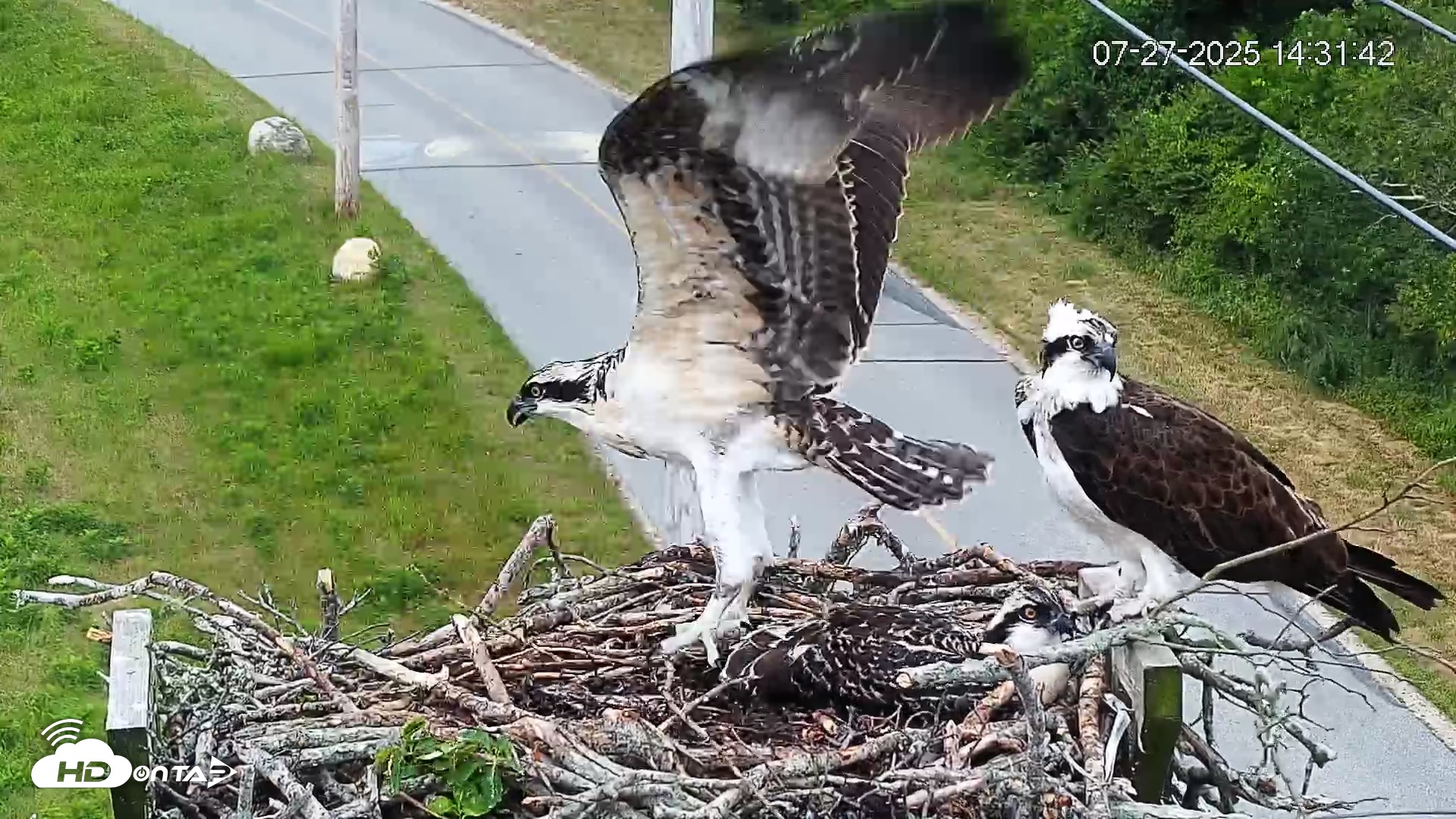 Snapshot of Fishers Island Middle Farms Ospreys Live Webcam taken Jul 27, 2025, 3:19pm EDT