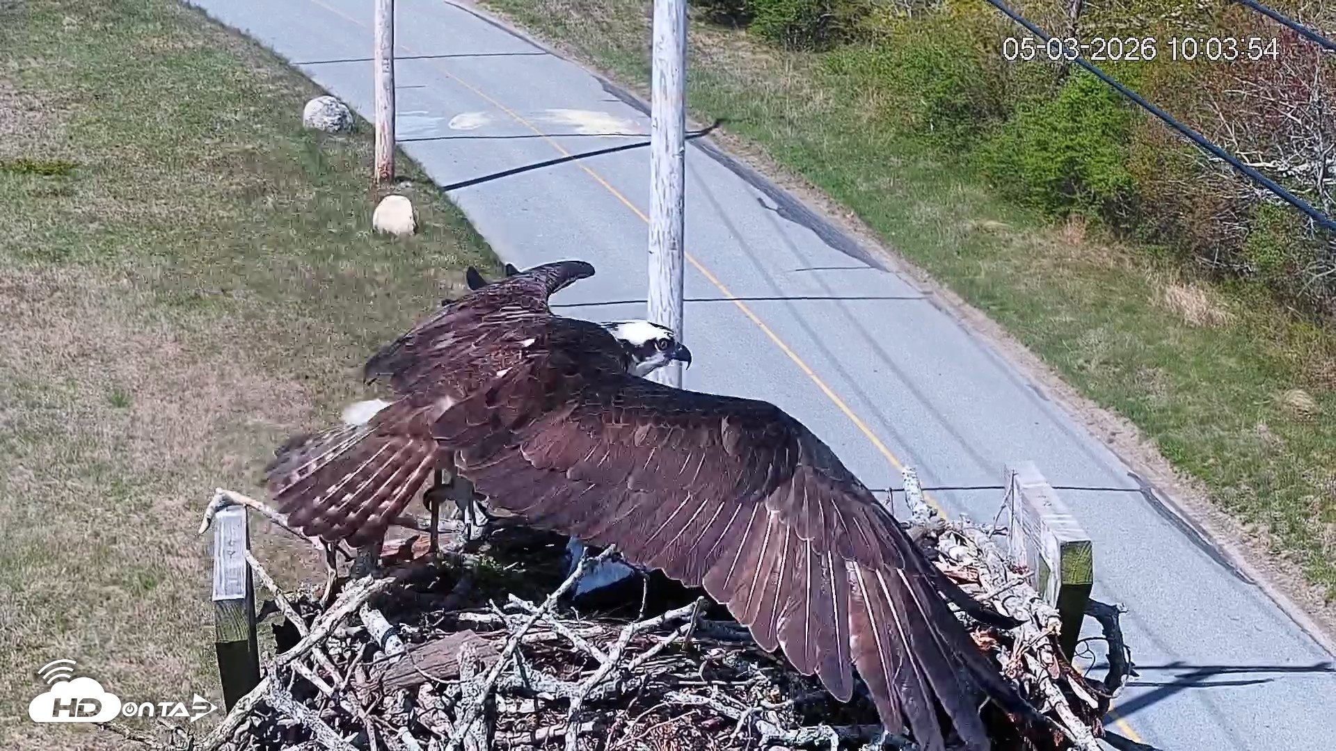 Snapshot of Fishers Island Middle Farms Ospreys Live Webcam taken May 3, 2026, 11:05am EDT