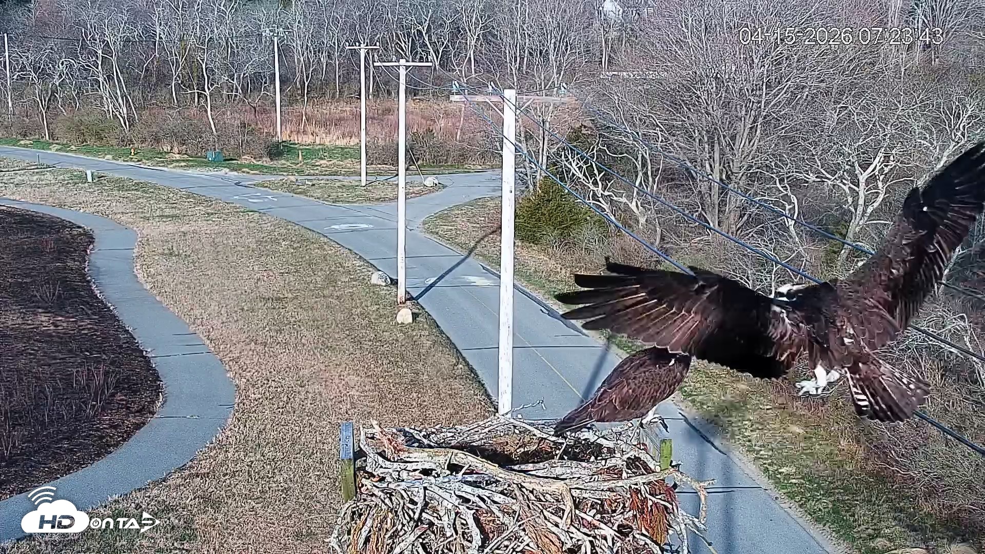 Snapshot of Fishers Island Middle Farms Ospreys Live Webcam taken Apr 15, 2026, 8:02am EDT