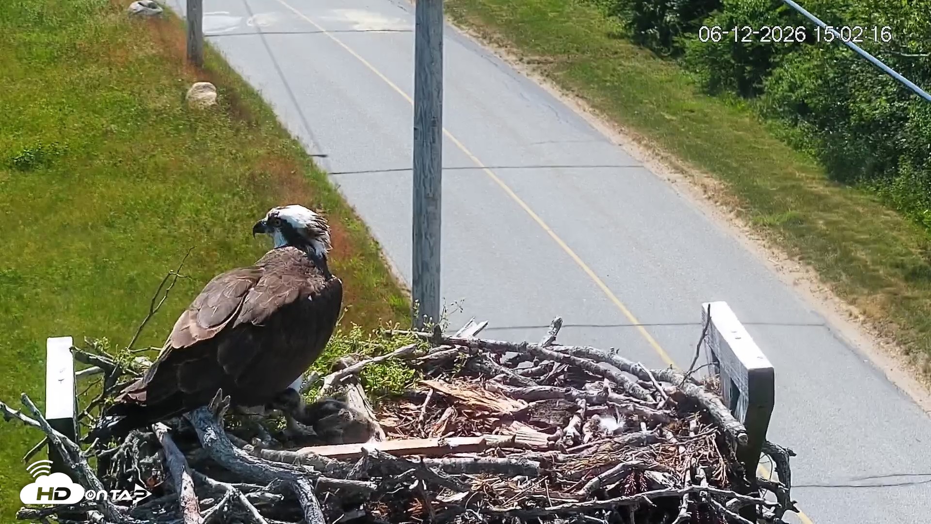 Snapshot of Fishers Island Middle Farms Ospreys Live Webcam taken Jun 12, 2026, 3:03pm EDT