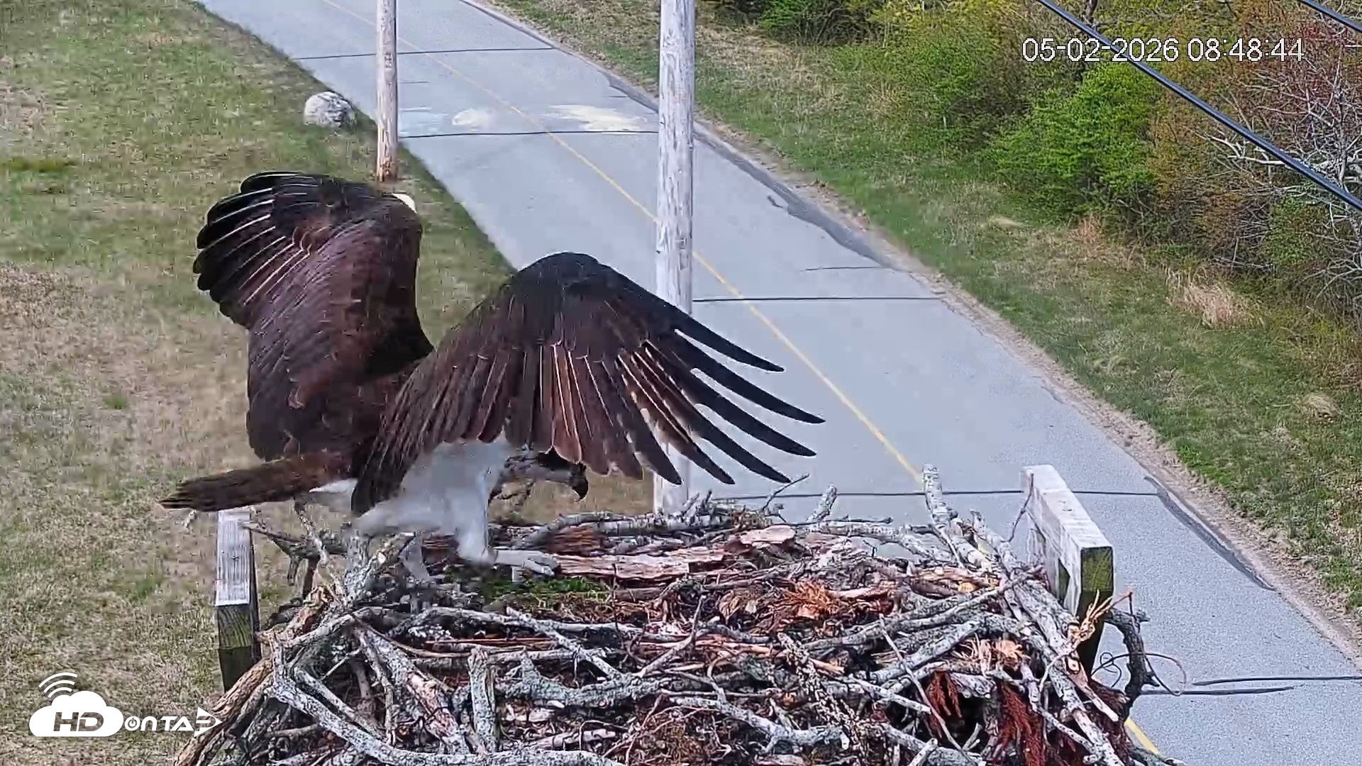 Snapshot of Fishers Island Middle Farms Ospreys Live Webcam taken May 2, 2026, 9:10am EDT