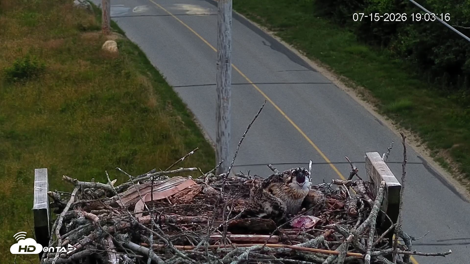Snapshot of Fishers Island Middle Farms Ospreys Live Webcam taken Jul 15, 2026, 7:04pm EDT