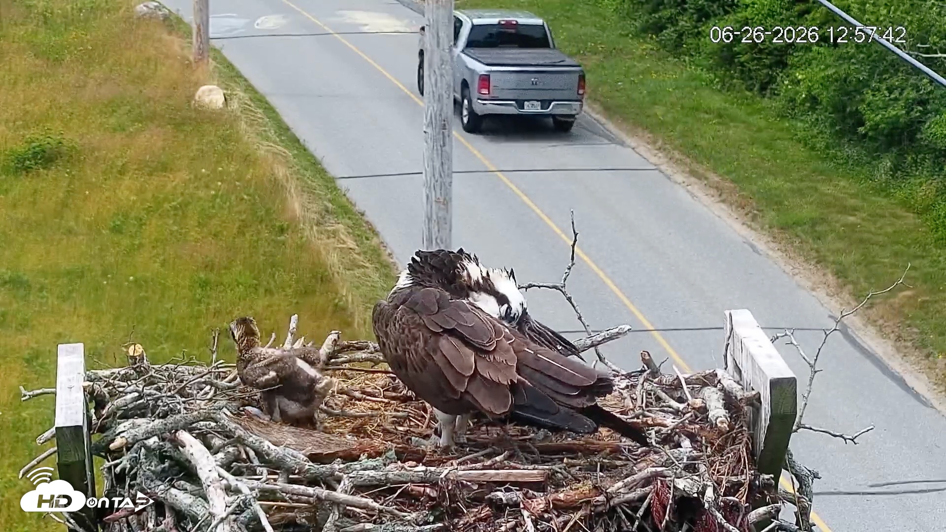 Snapshot of Fishers Island Middle Farms Ospreys Live Webcam taken Jun 26, 2026, 12:58pm EDT