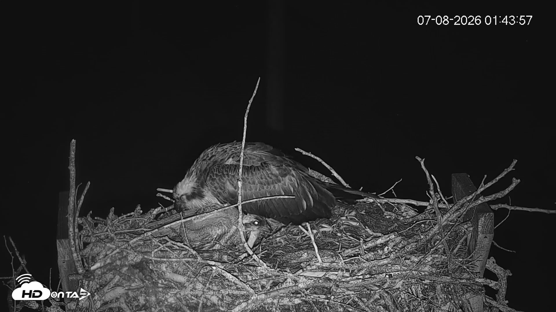 Snapshot of Fishers Island Middle Farms Ospreys Live Webcam taken Jul 8, 2026, 1:44am EDT